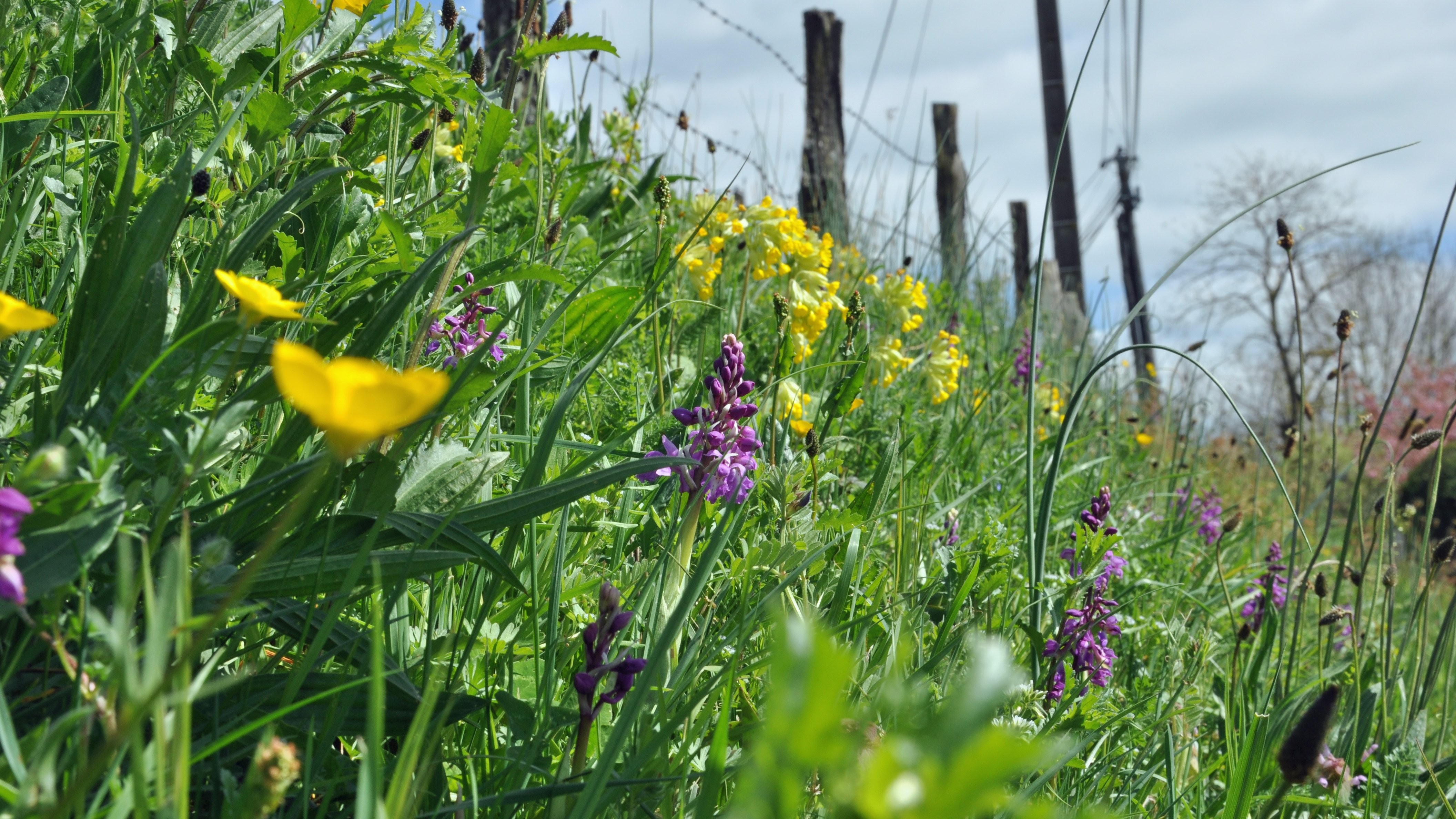 Wildflowers and grass by a fence HD Wallpaper