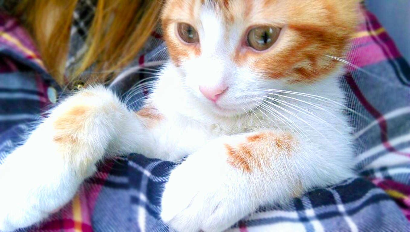 Orange and white kitten on a plaid blanket HD Wallpaper