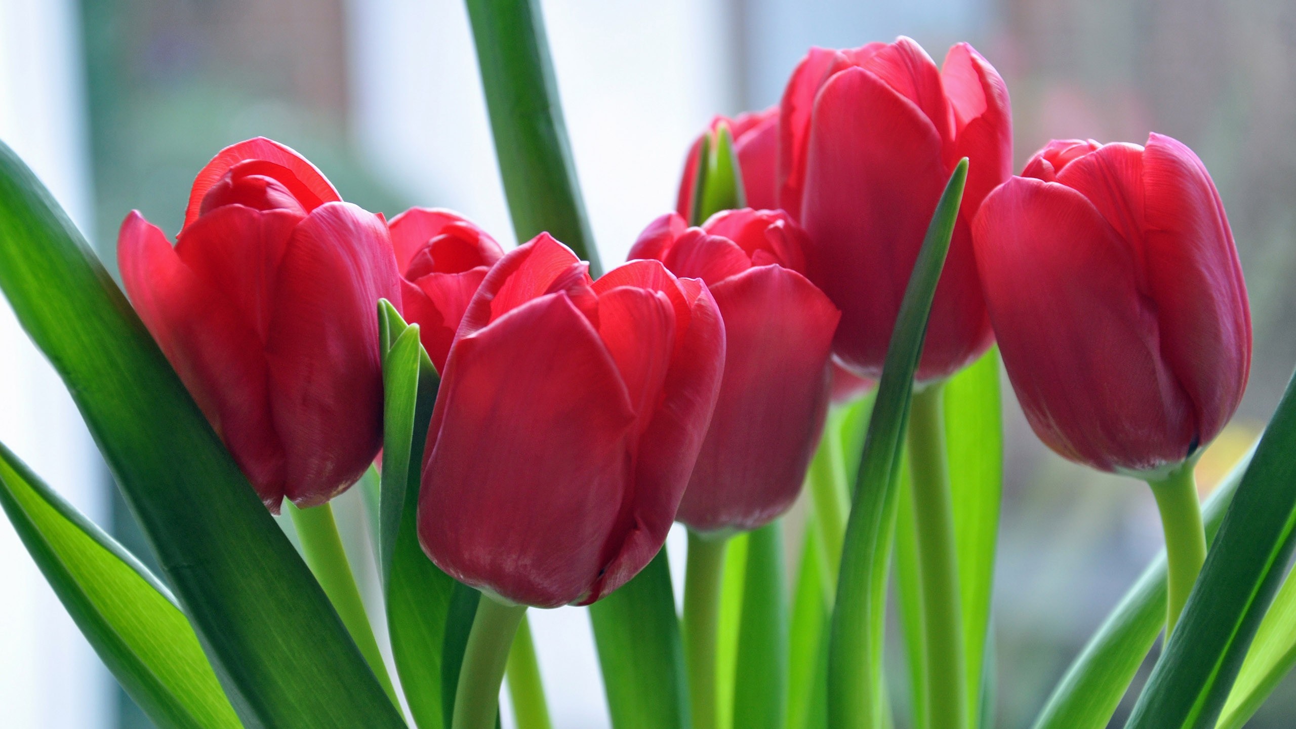 Red tulips with green leaves HD Wallpaper