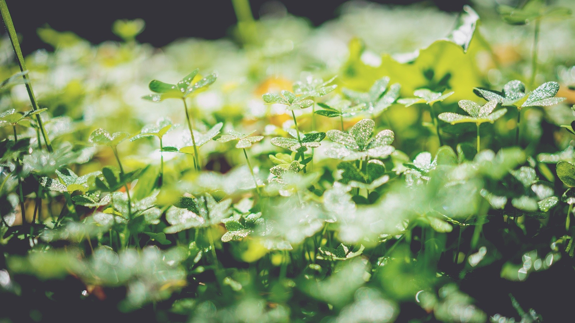 Dewdrops on green clover leaves in sunlight HD Wallpaper