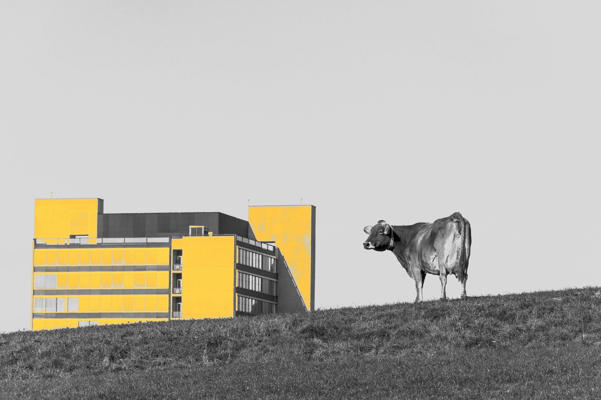 Cow and yellow building on a grassy hill HD Wallpaper