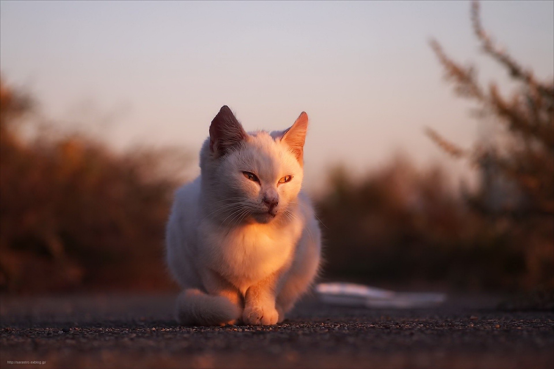 White cat sitting on asphalt during sunset HD Wallpaper