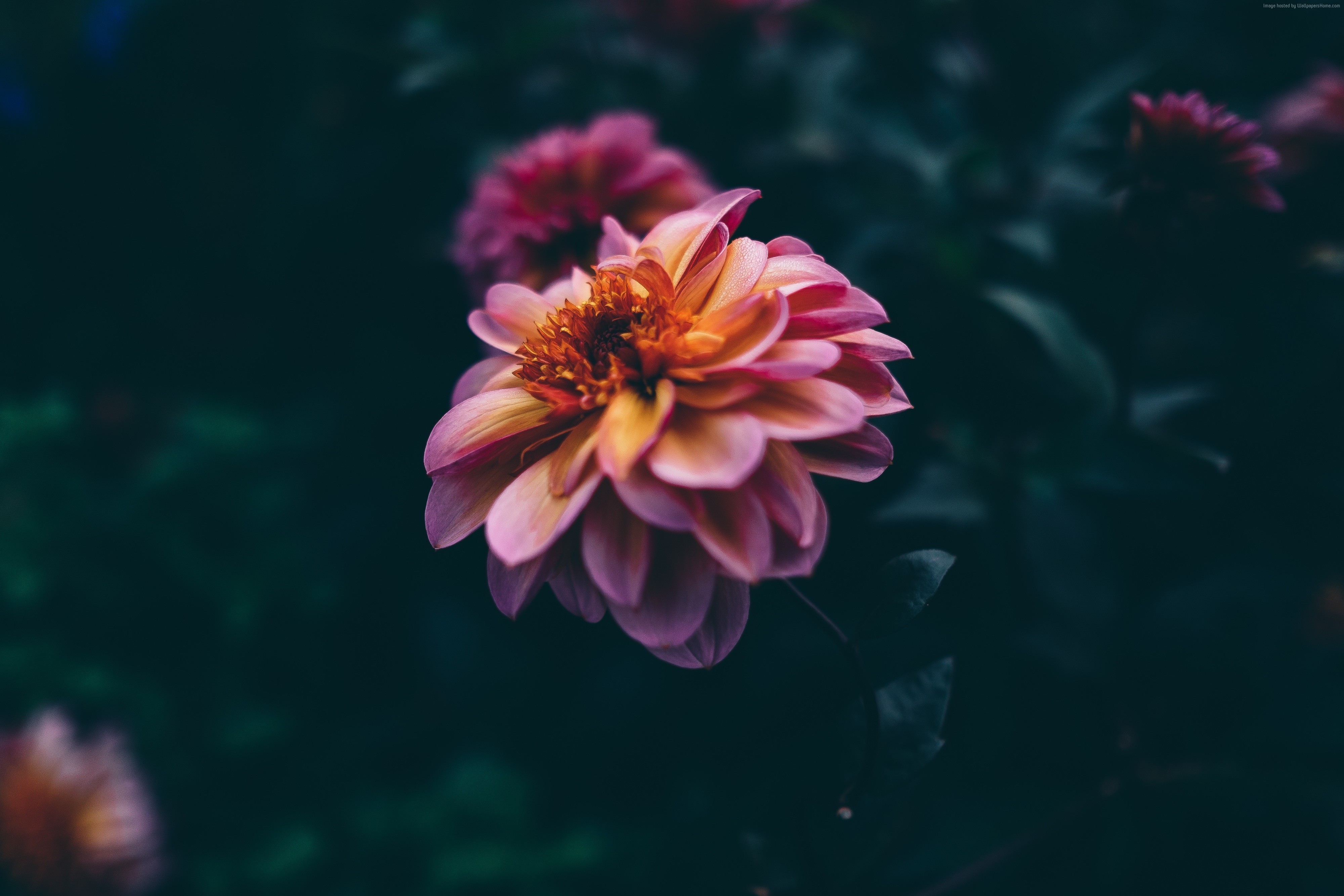 Pink and purple dahlia flower in 4K HD Wallpaper