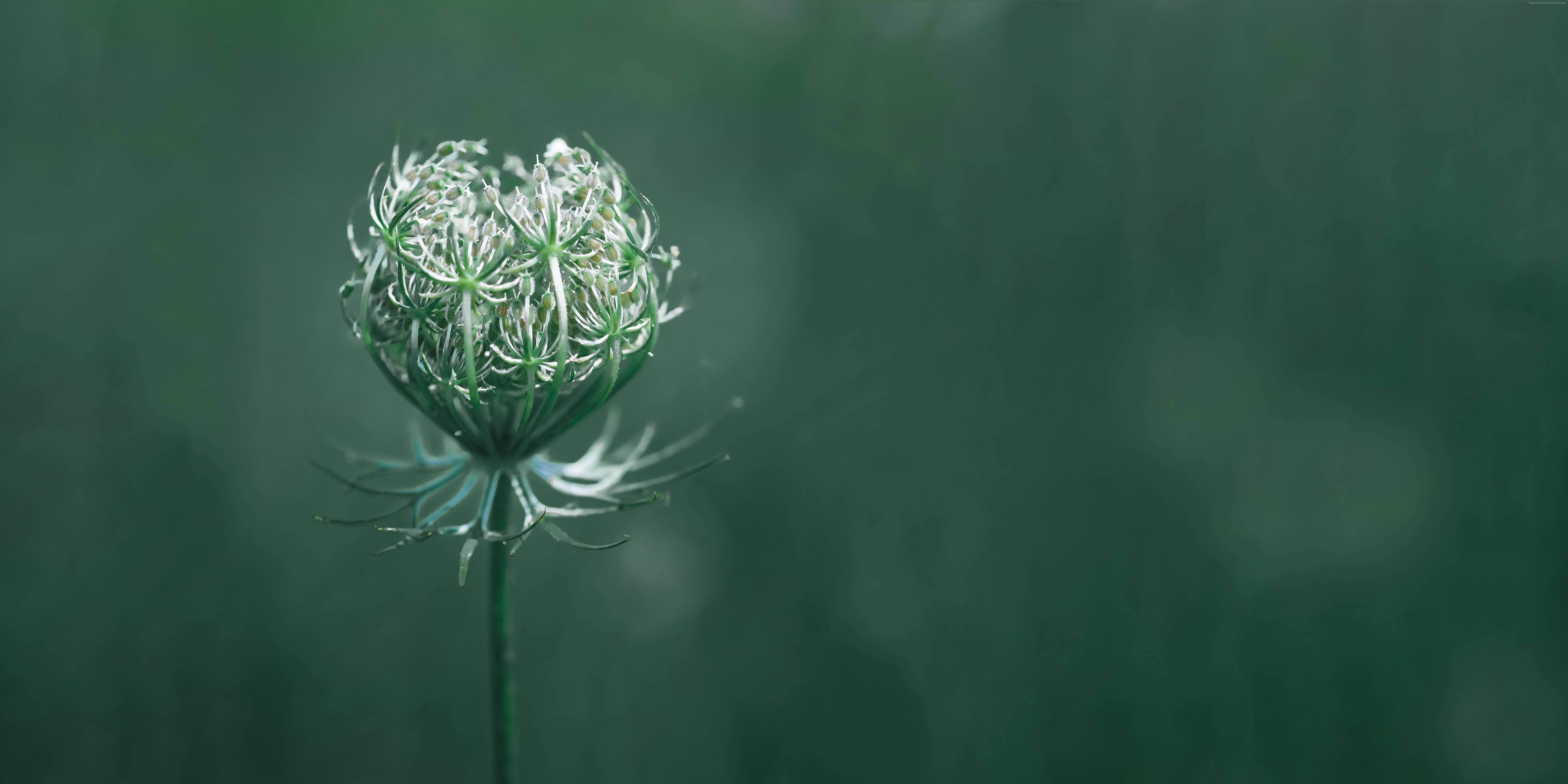 Close-up of a green Queen Anne's Lace flower bud HD Wallpaper