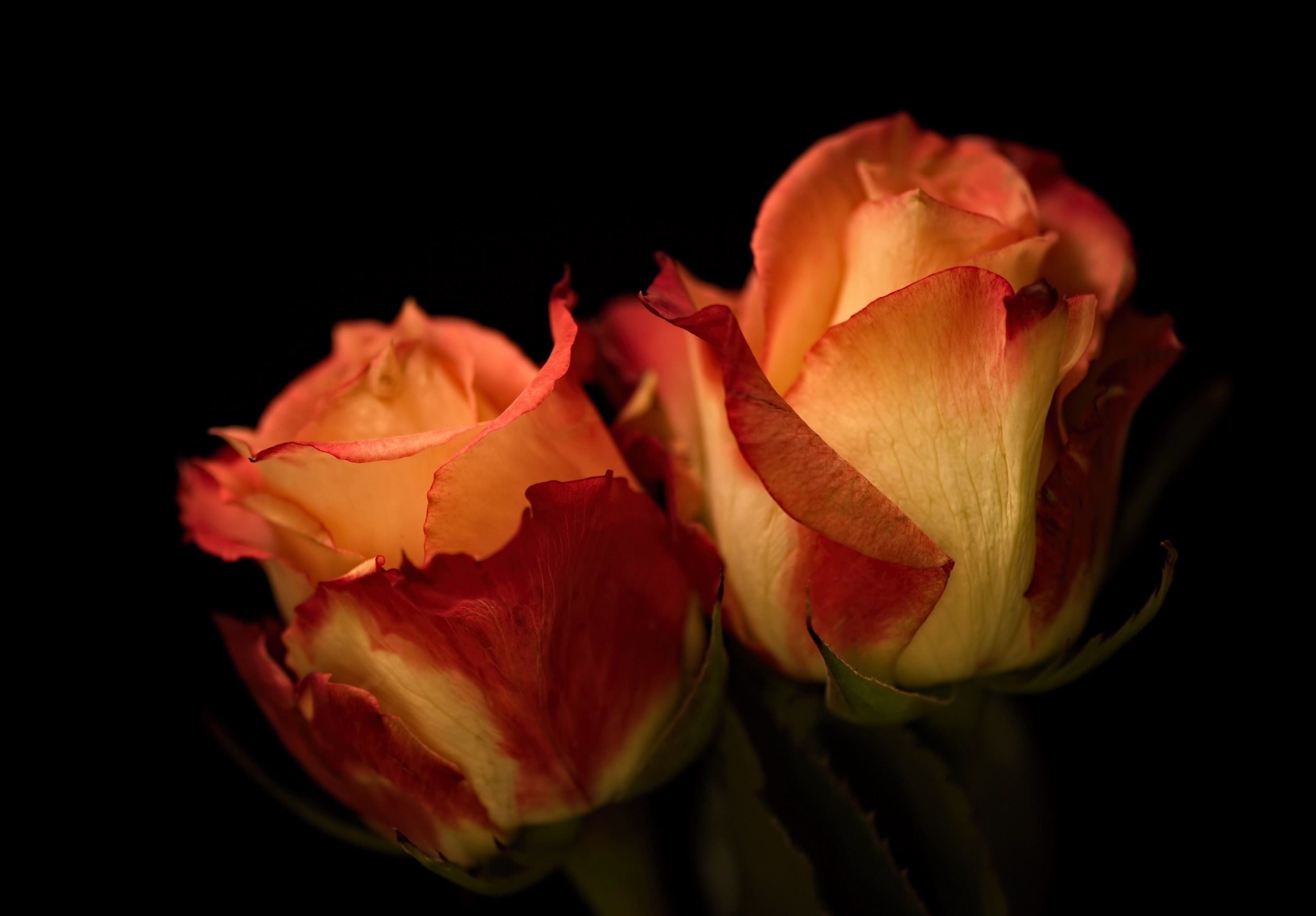 Close up of two bicolor roses with red and yellow petals HD Wallpaper