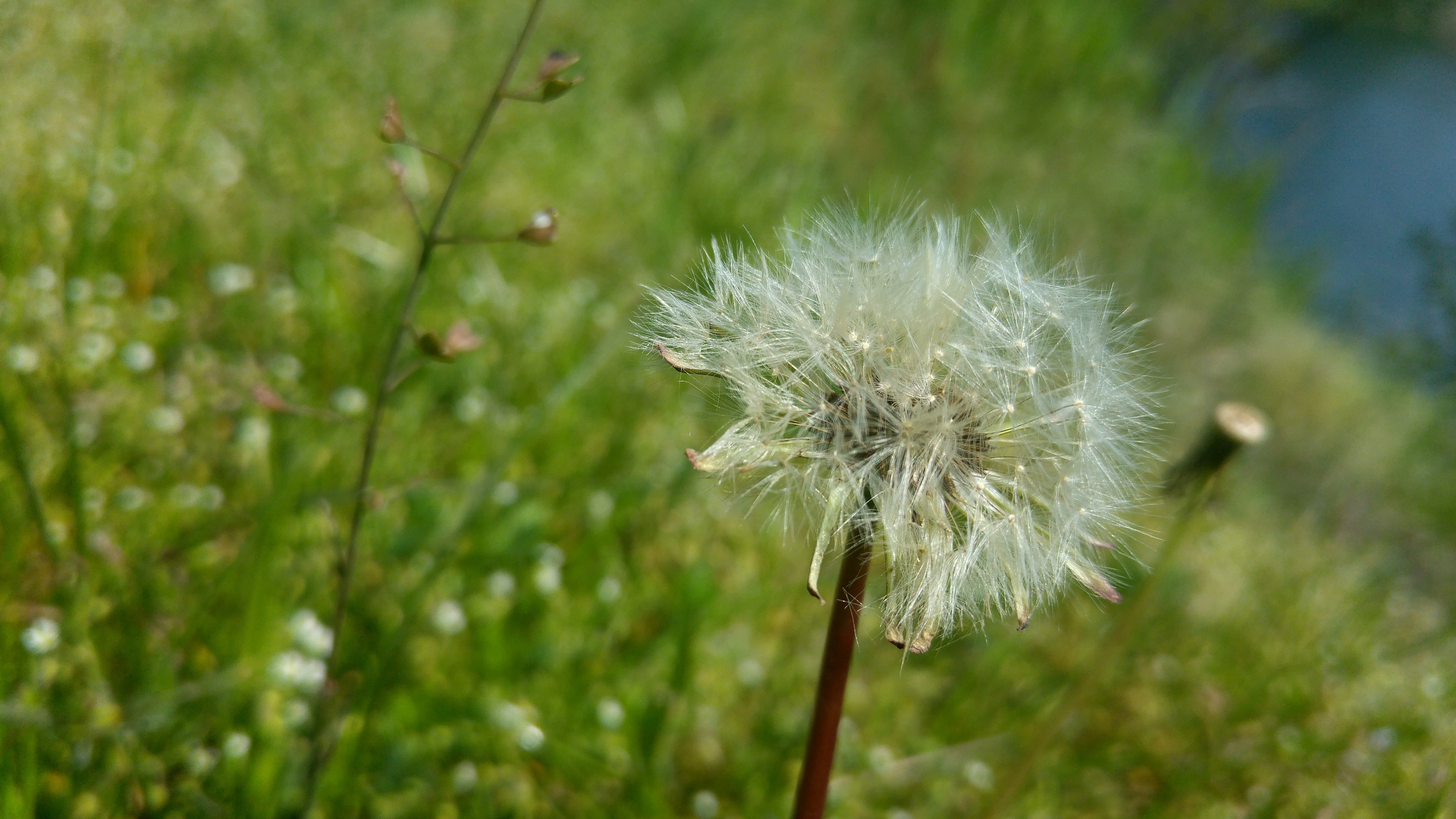 Close up of a dandelion seed head in a green field HD Wallpaper