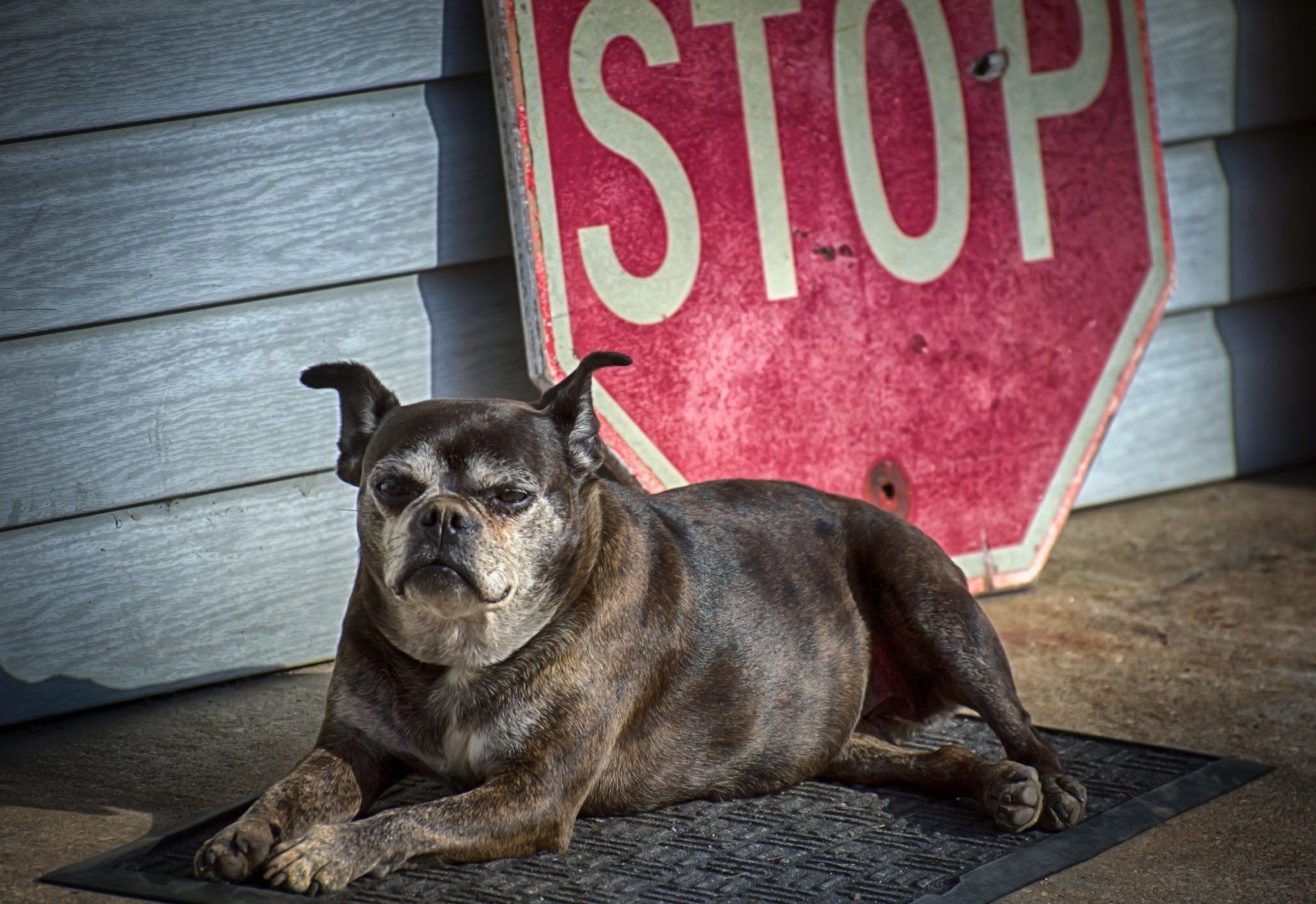 Brindle dog lying down by a stop sign HD Wallpaper