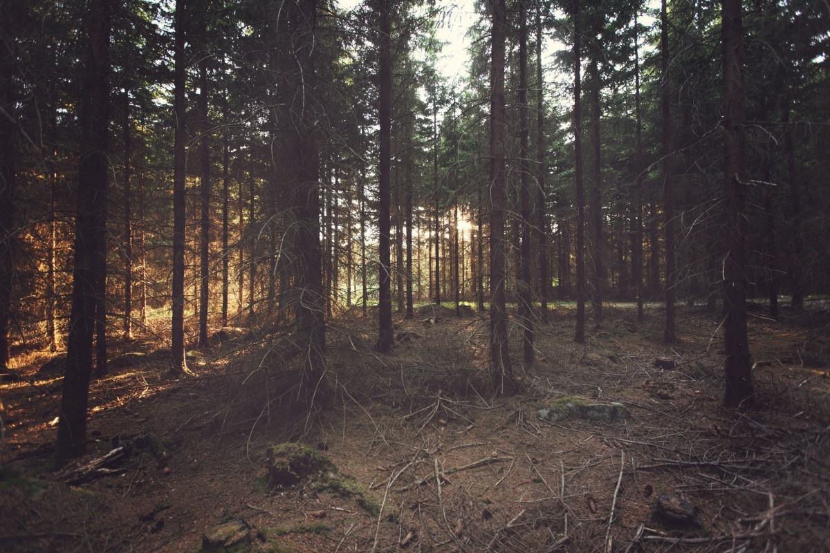 Sunlight filtering through a dense forest HD Wallpaper