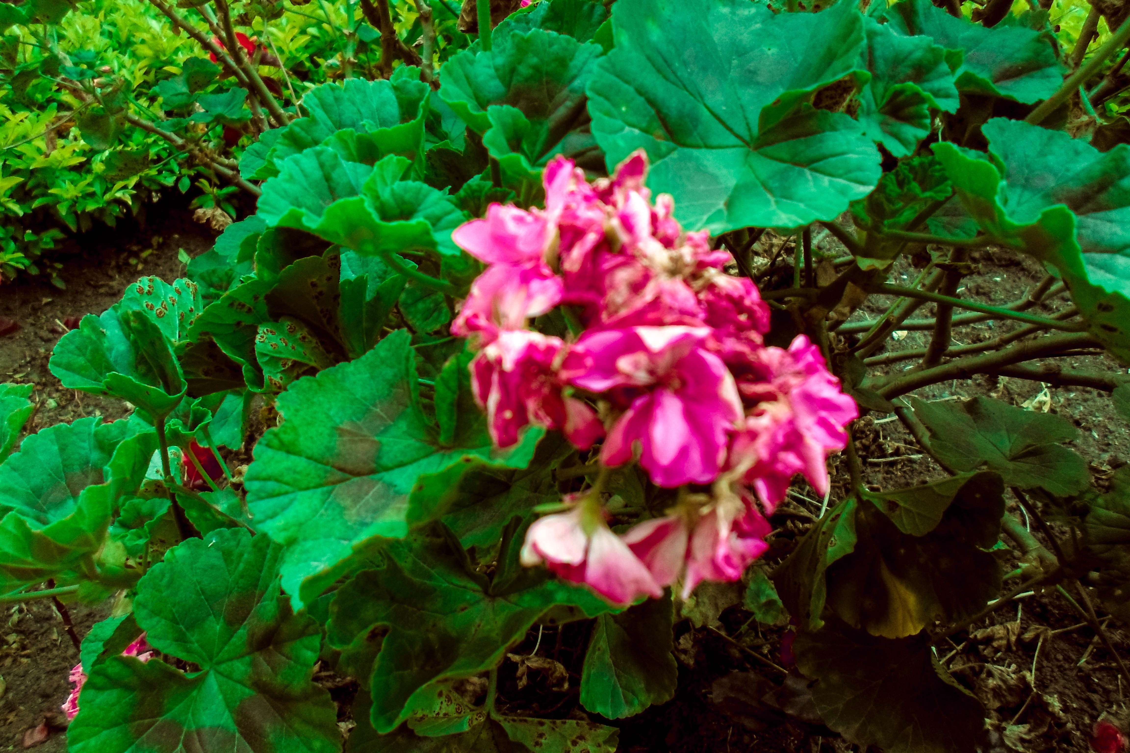 Pink and white flowers with green leaves in a garden HD Wallpaper
