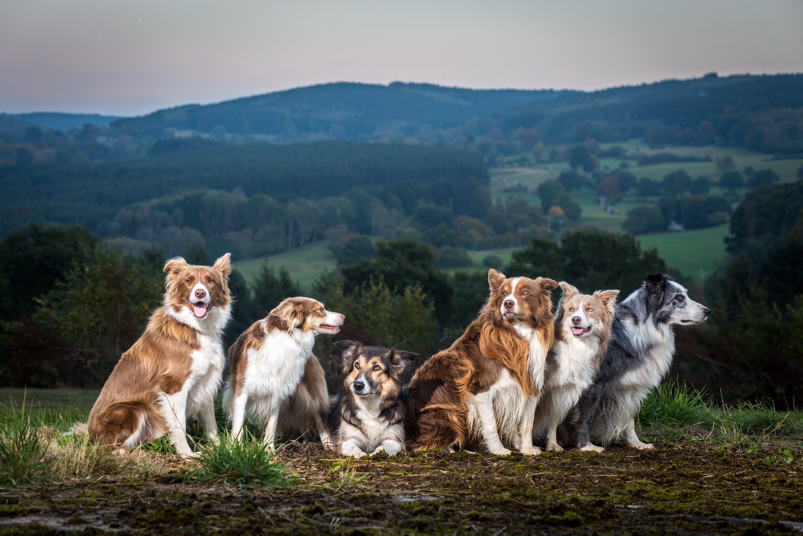 Group of Australian Shepherds sitting on a hill HD Wallpaper
