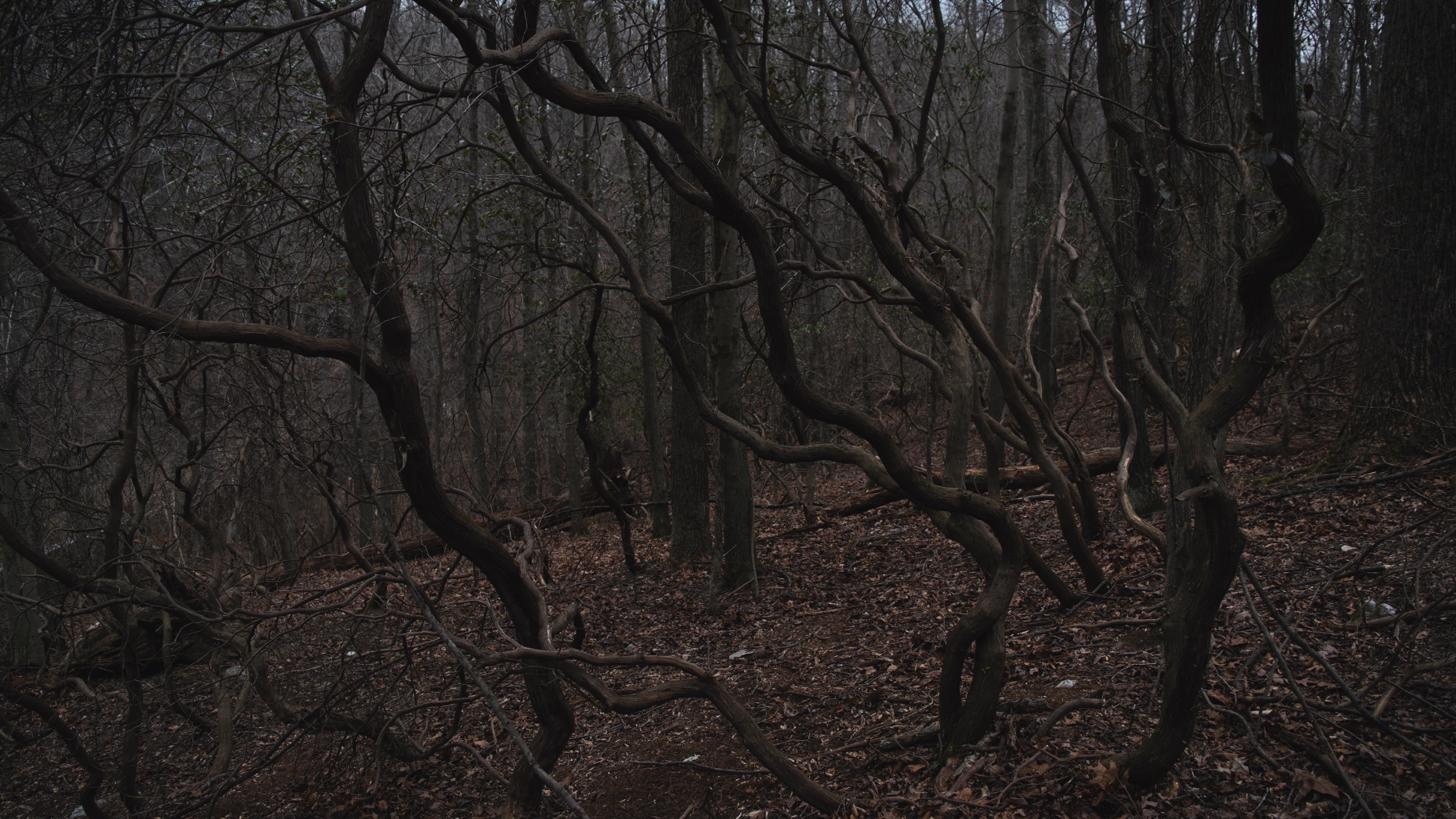 Twisted trees in a dark, dense forest HD Wallpaper