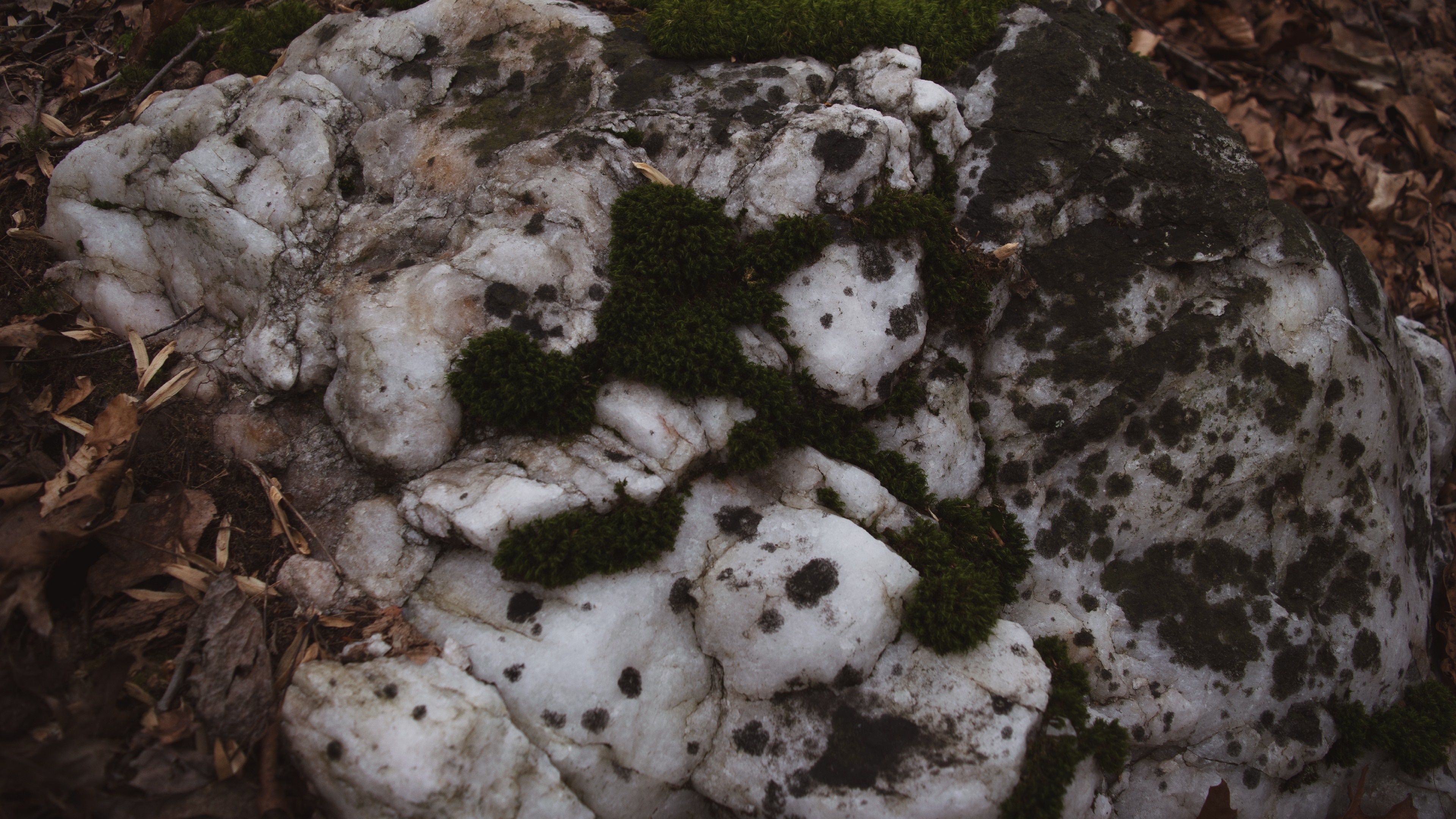 Mossy rock with white quartz and dark spots in forest HD Wallpaper