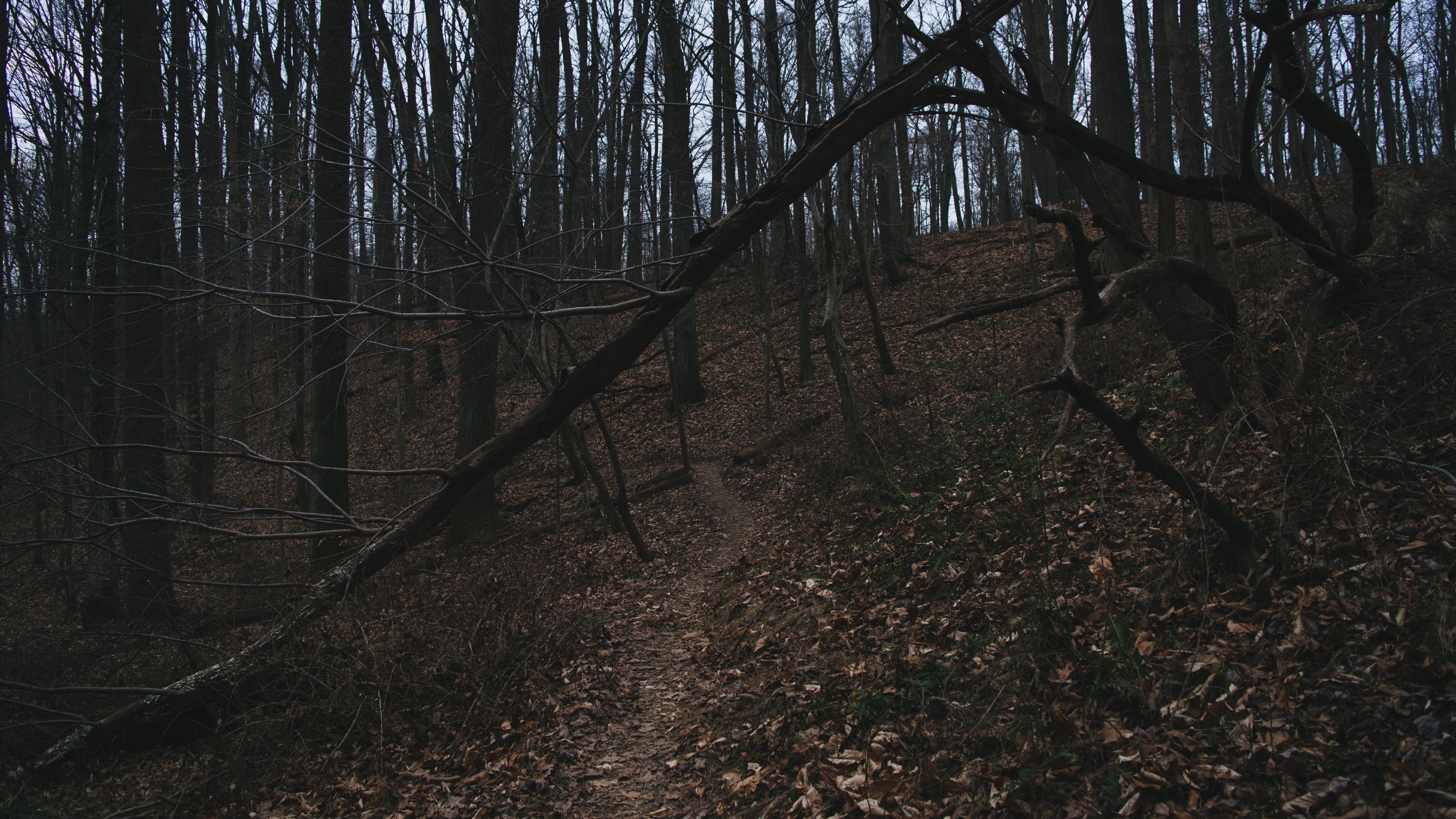 Dark forest with a fallen tree and a path HD Wallpaper