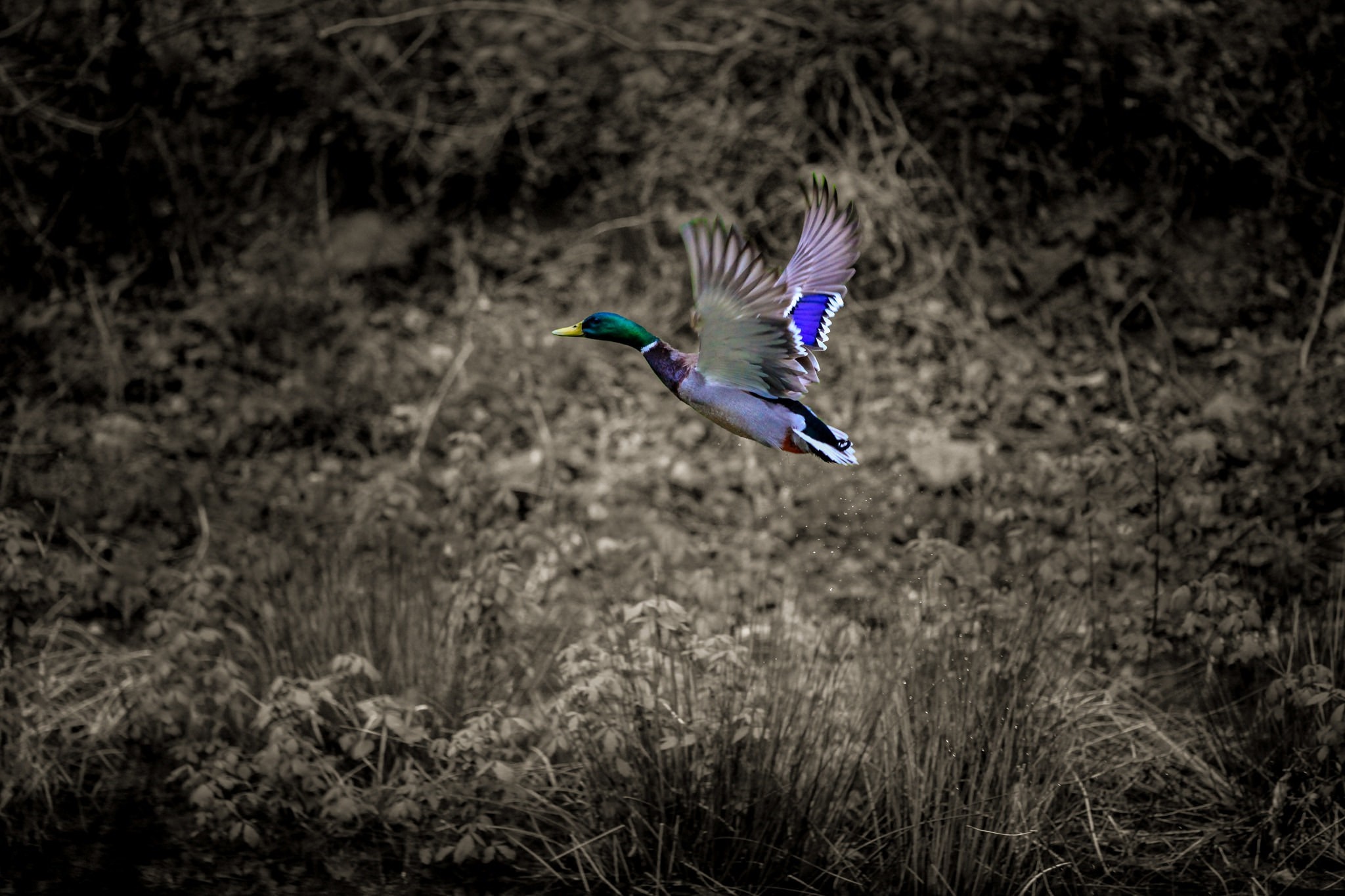 Mallard duck in flight over vegetation HD Wallpaper