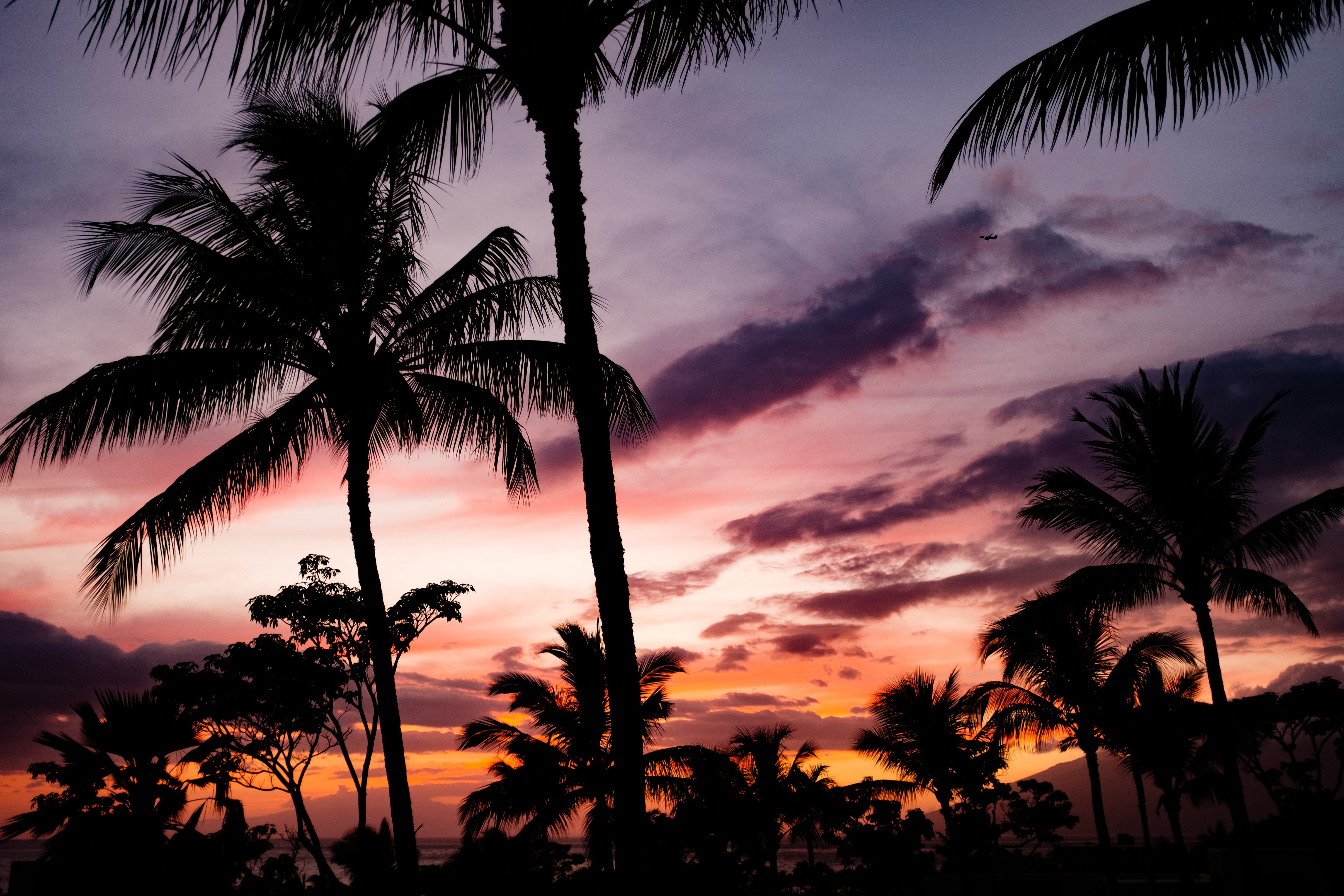 Palm trees silhouetted against a colorful sunset sky HD Wallpaper