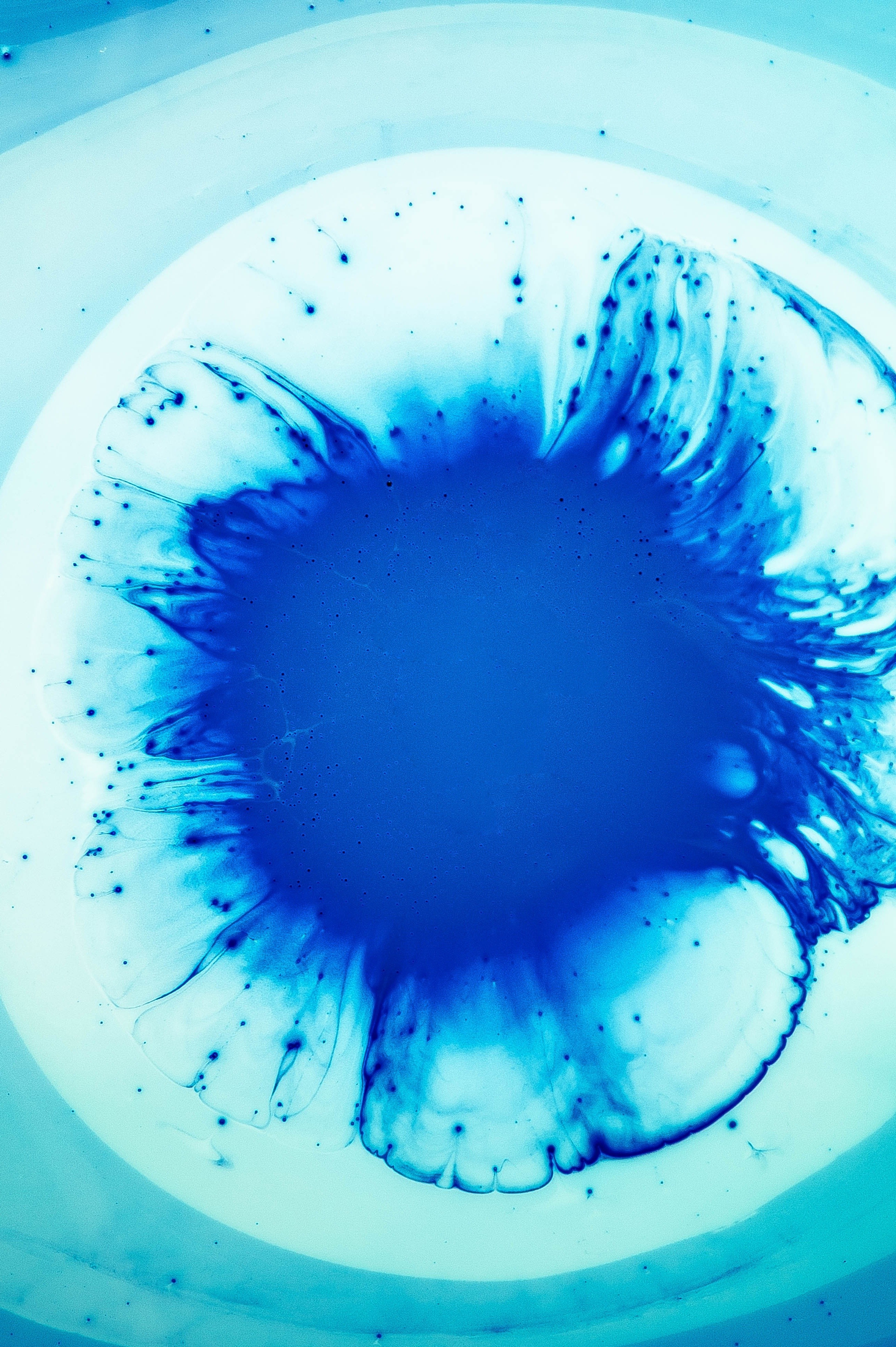 Blue ink bloom in water macro photography HD Wallpaper
