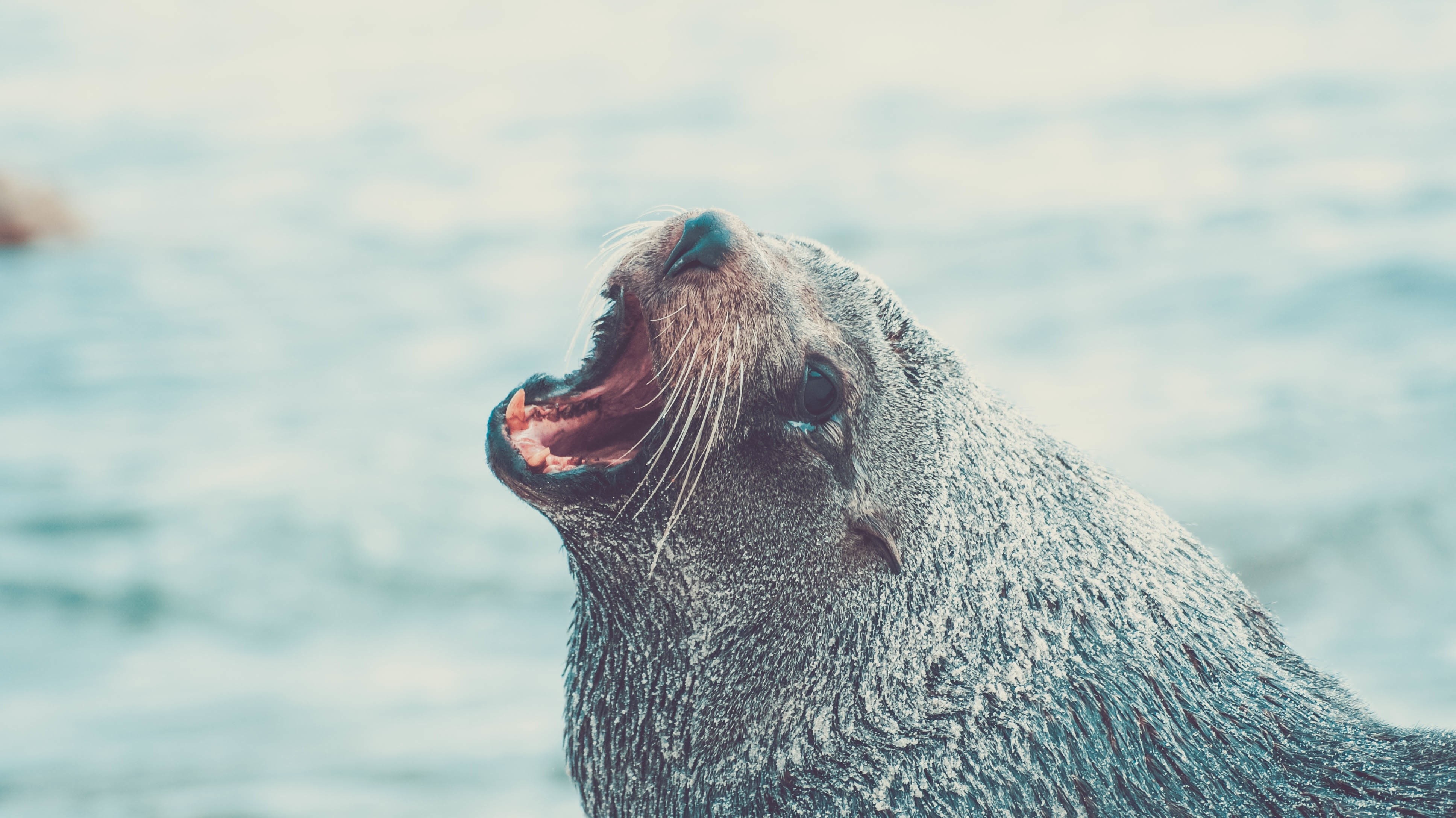 Seal with mouth open in front of water HD Wallpaper