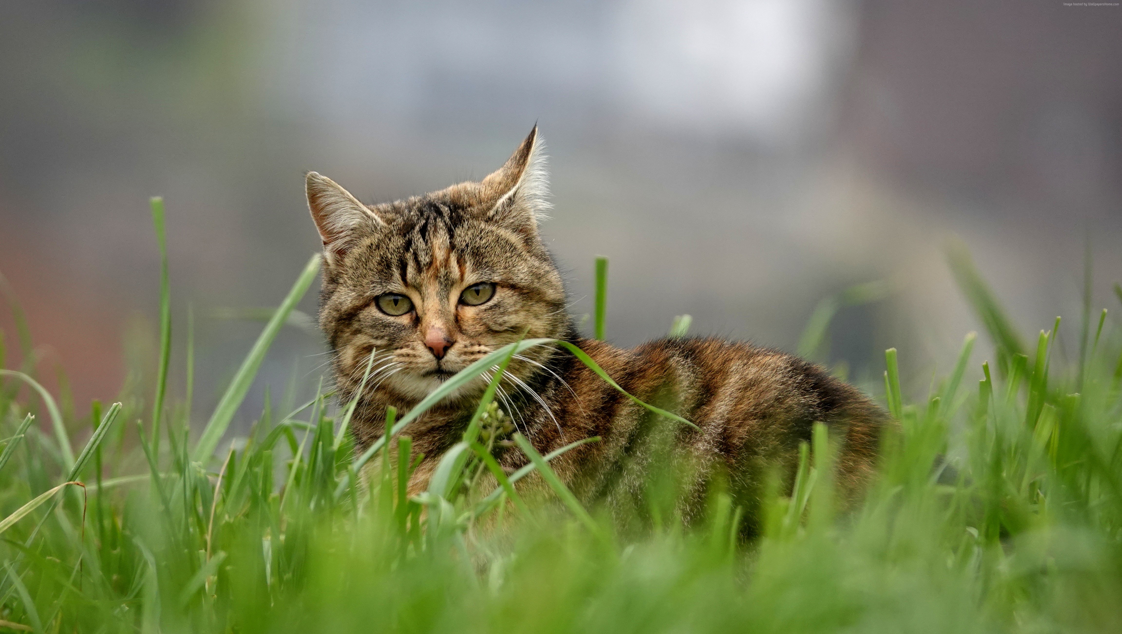 Tabby cat lying in green grass HD Wallpaper