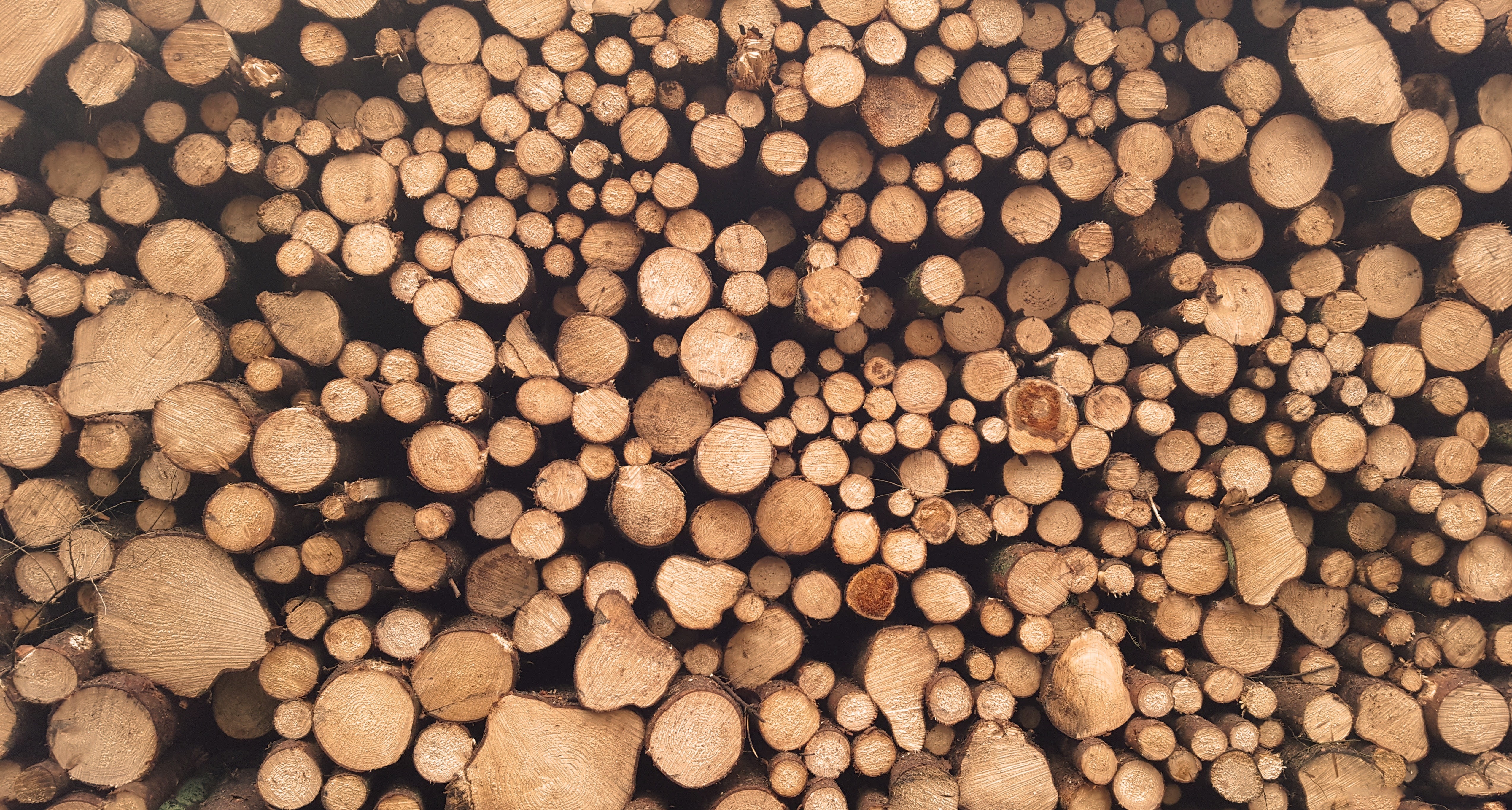 Pile of cut logs with visible wood grain texture HD Wallpaper