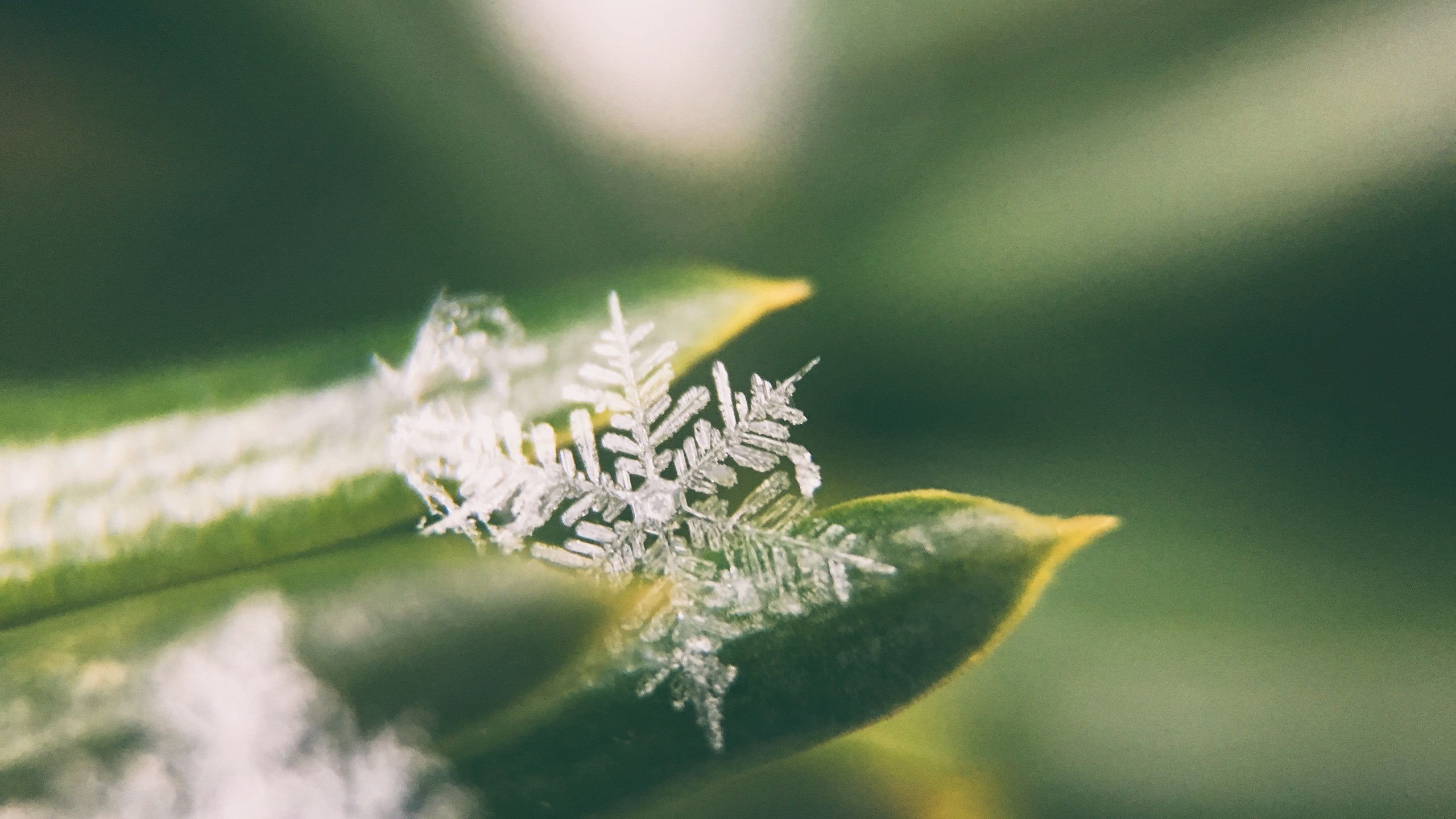Close-up of a snowflake on a green leaf HD Wallpaper