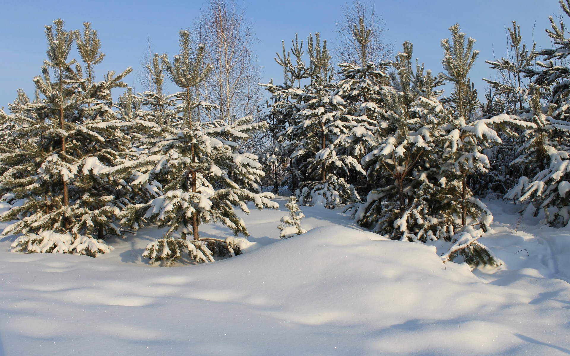 Snow-covered pine trees under a clear blue sky HD Wallpaper
