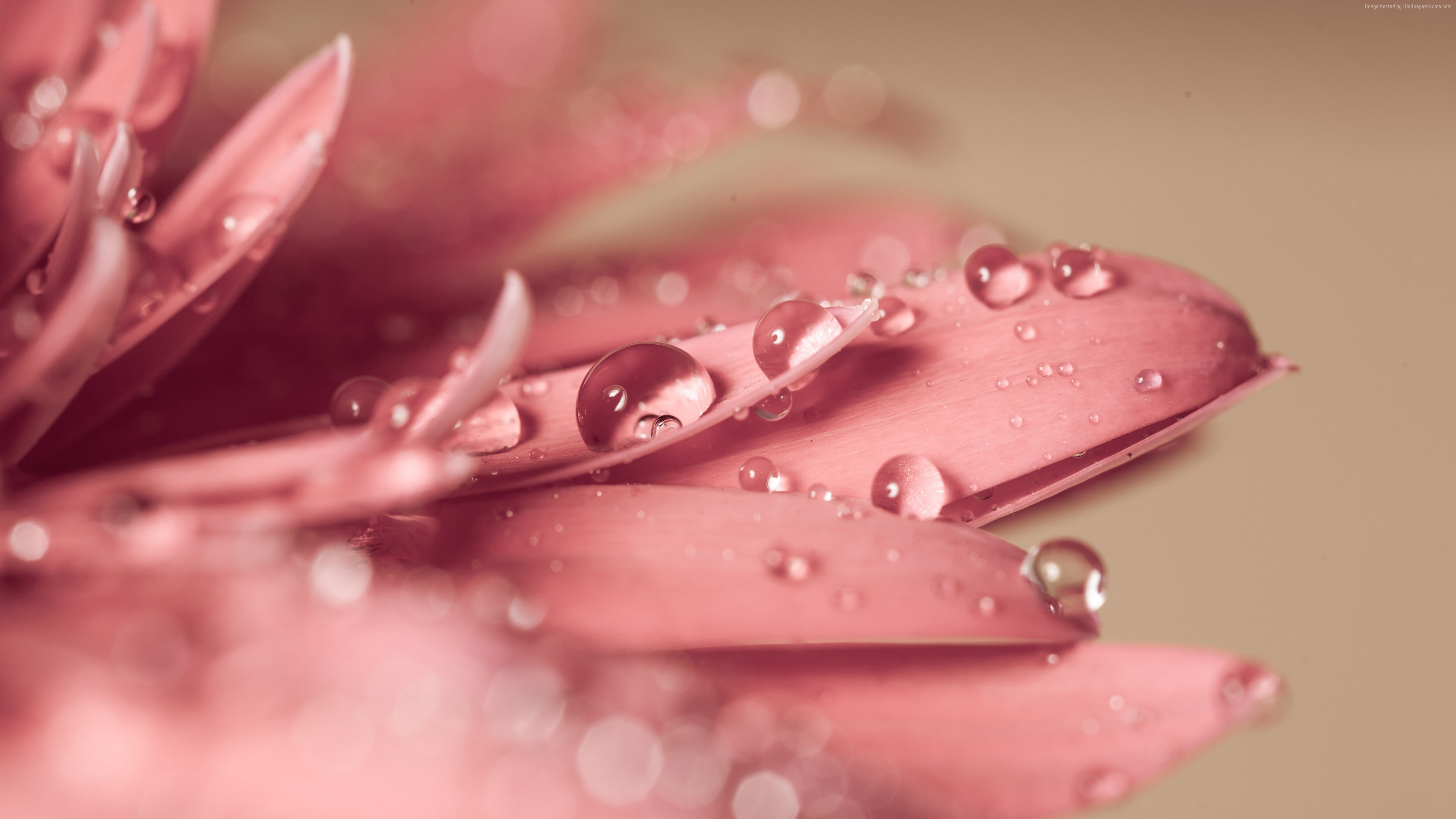 Pink flower petals with water drops 4K HD Wallpaper