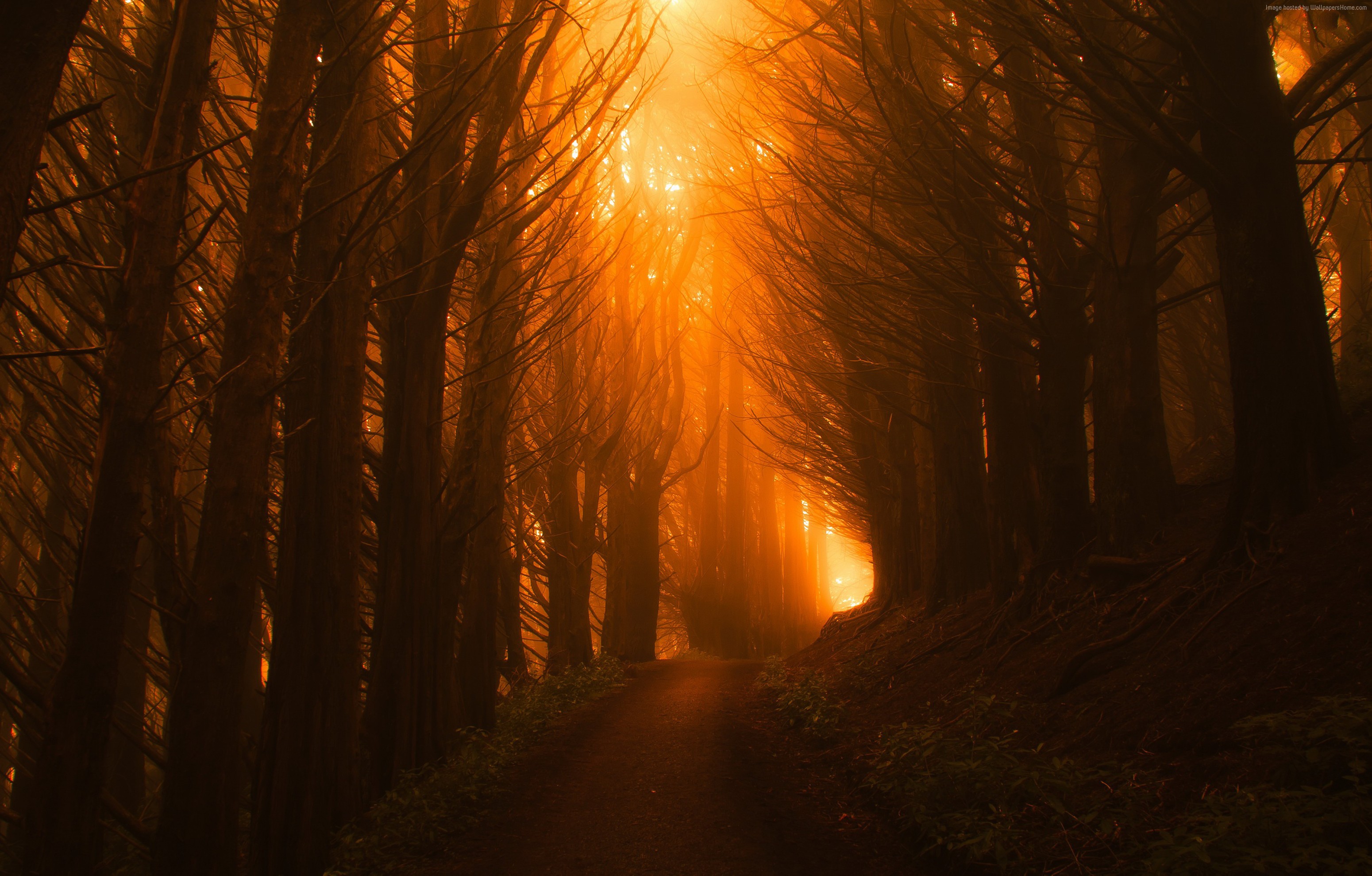 4K Orange Forest Sunset Light Trees HD Wallpaper