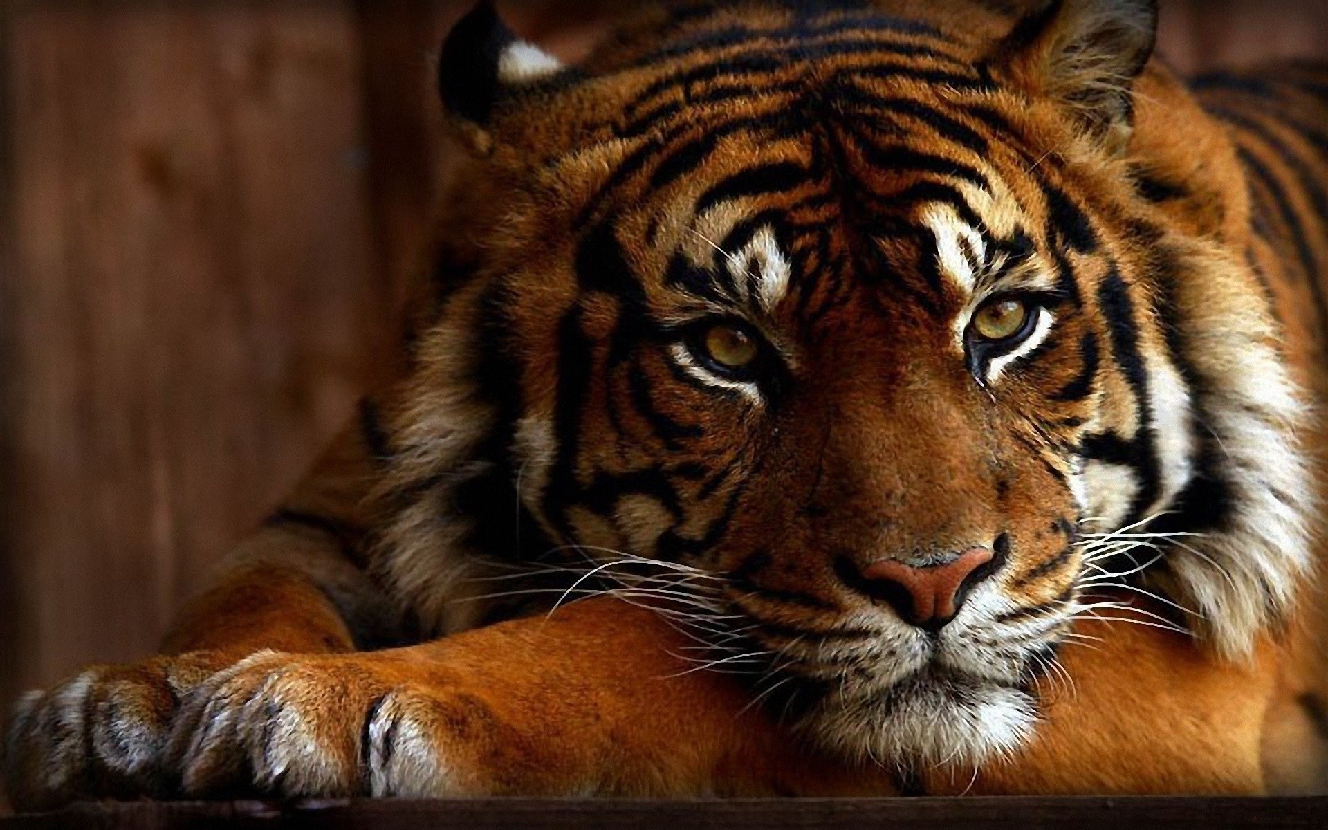 Close-Up of a Majestic Resting Tiger HD Wallpaper
