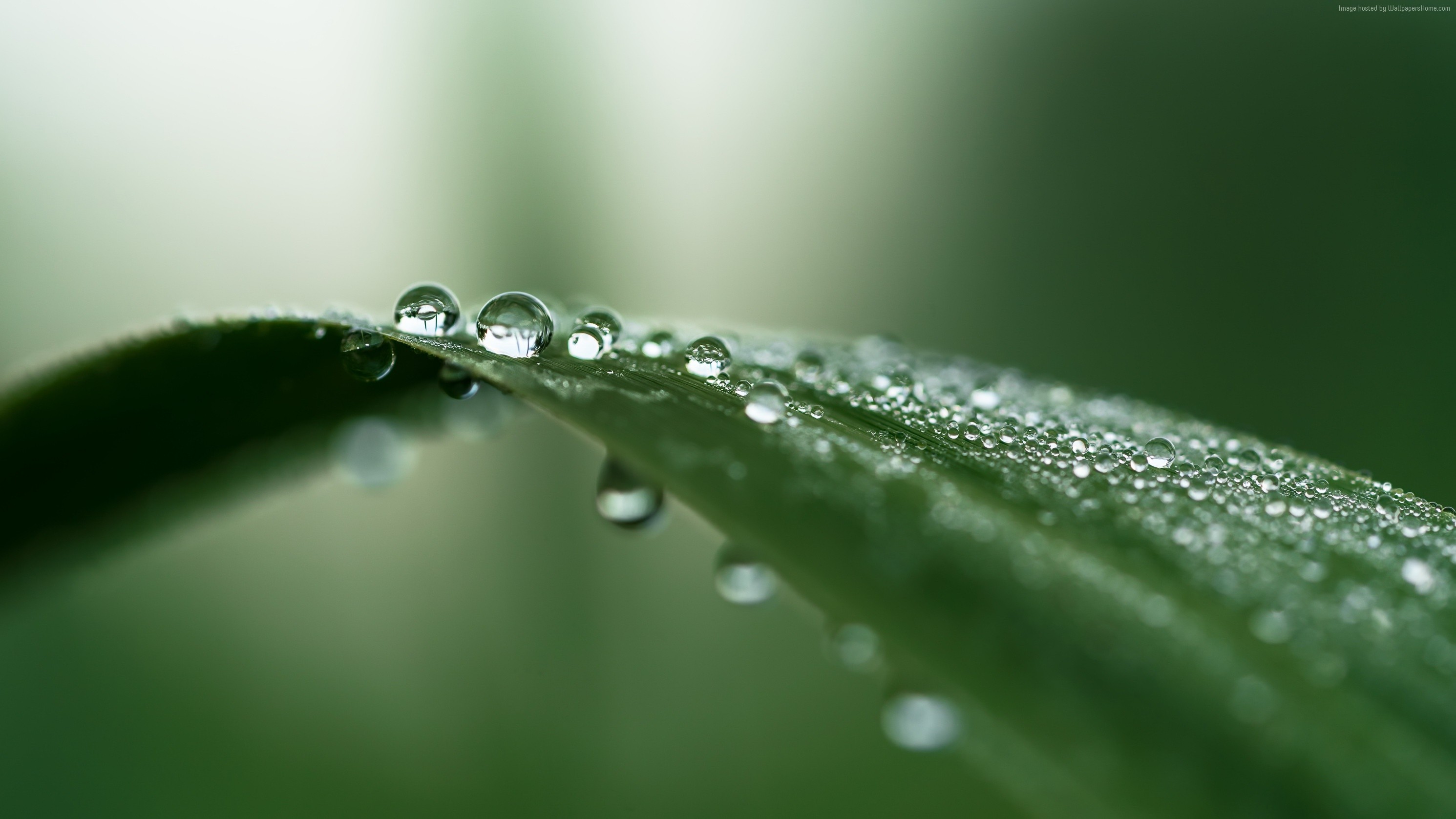 4K Dew Drops on Green Leaf HD Wallpaper