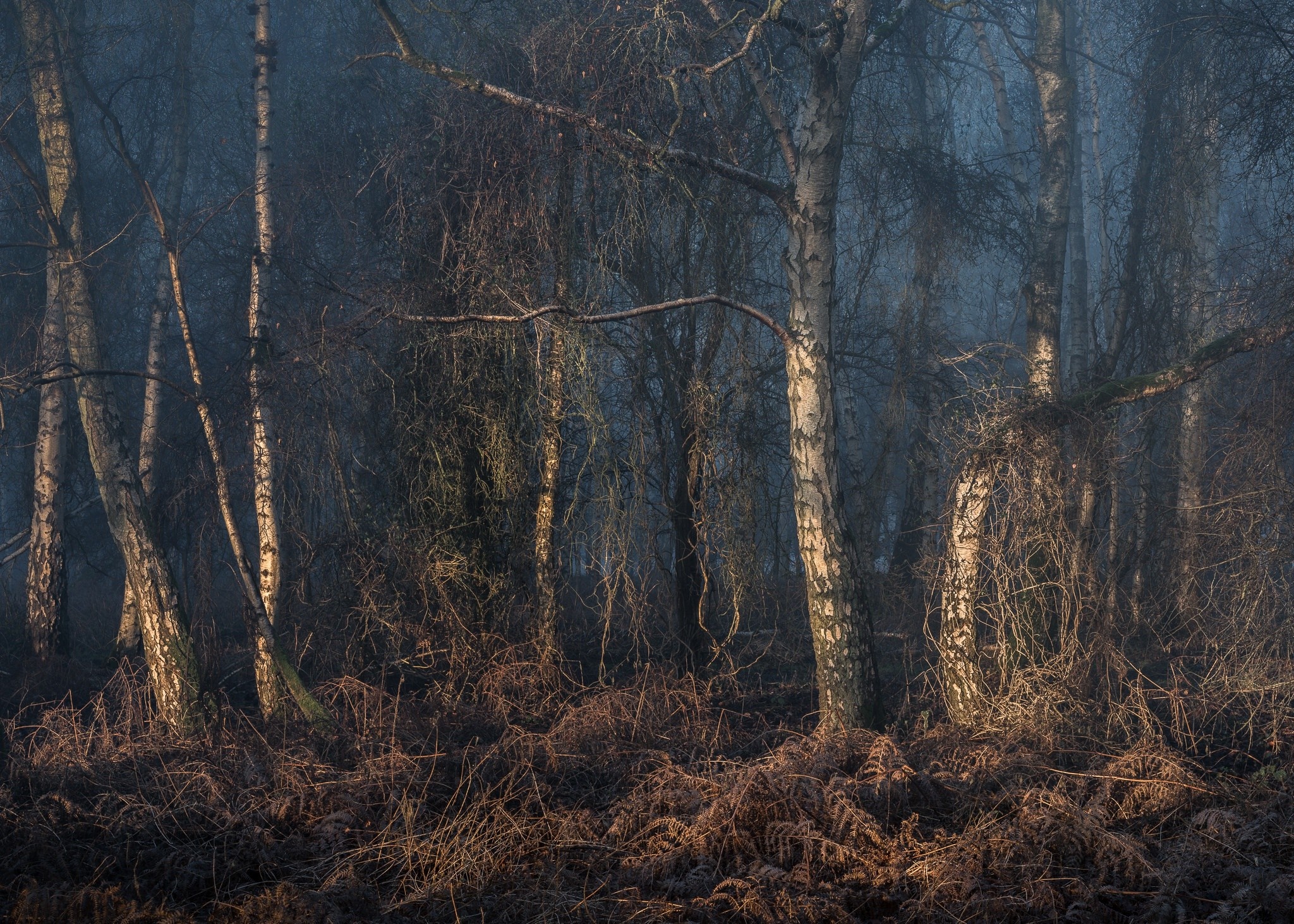 Misty forest with birch trees and dry undergrowth HD Wallpaper