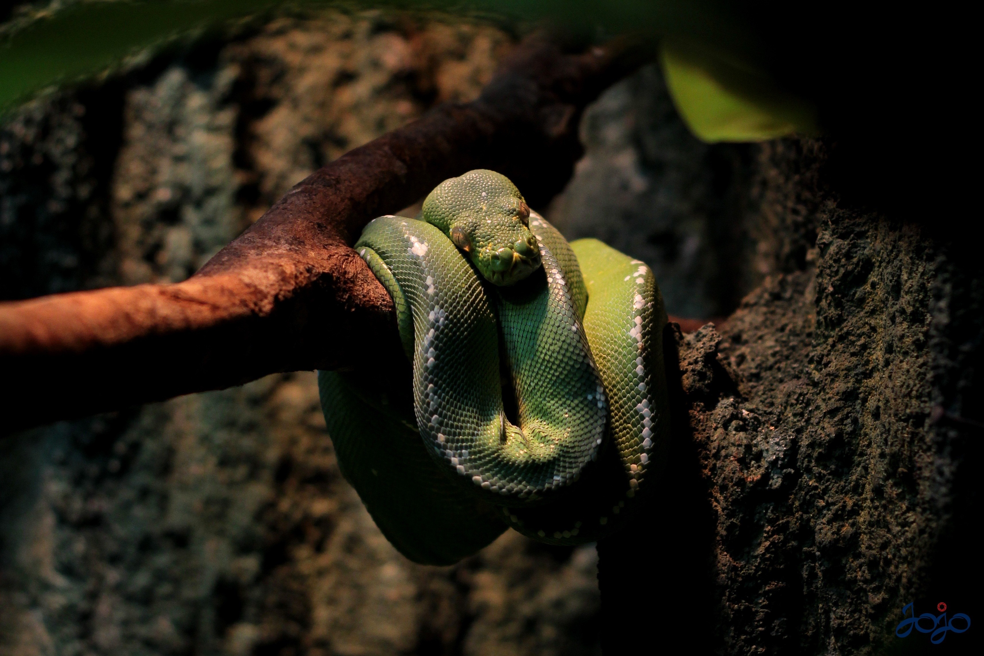 Green snake coiled on a branch HD Wallpaper