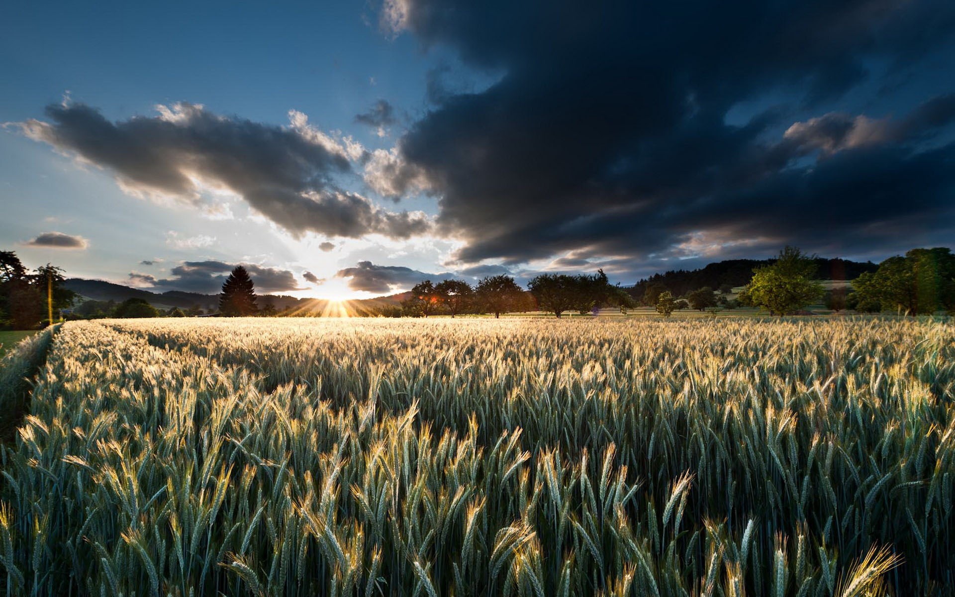 Sunset over a wheat field with dramatic clouds HD Wallpaper