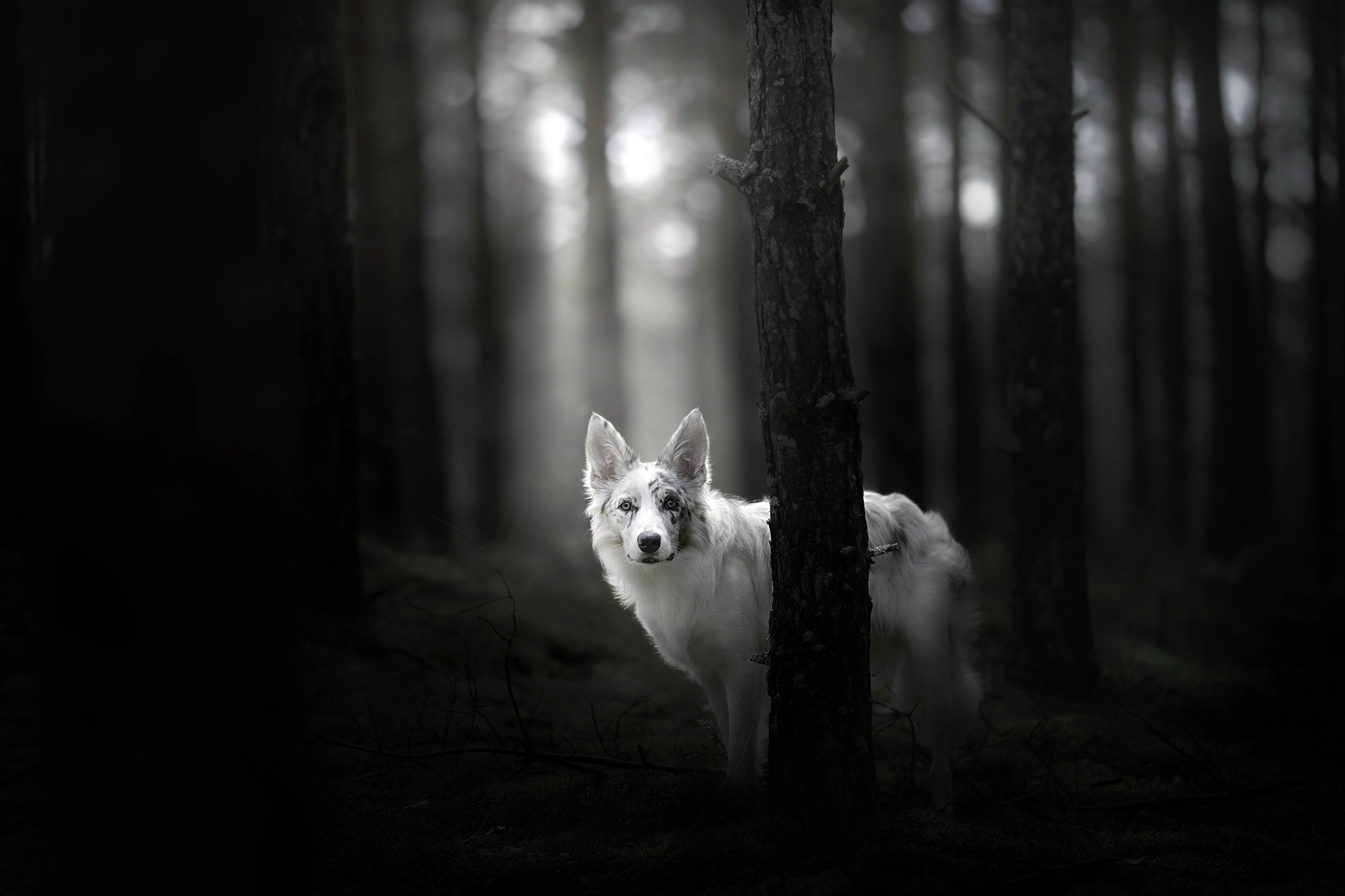 A white dog peeks from behind a tree in a dark forest HD Wallpaper
