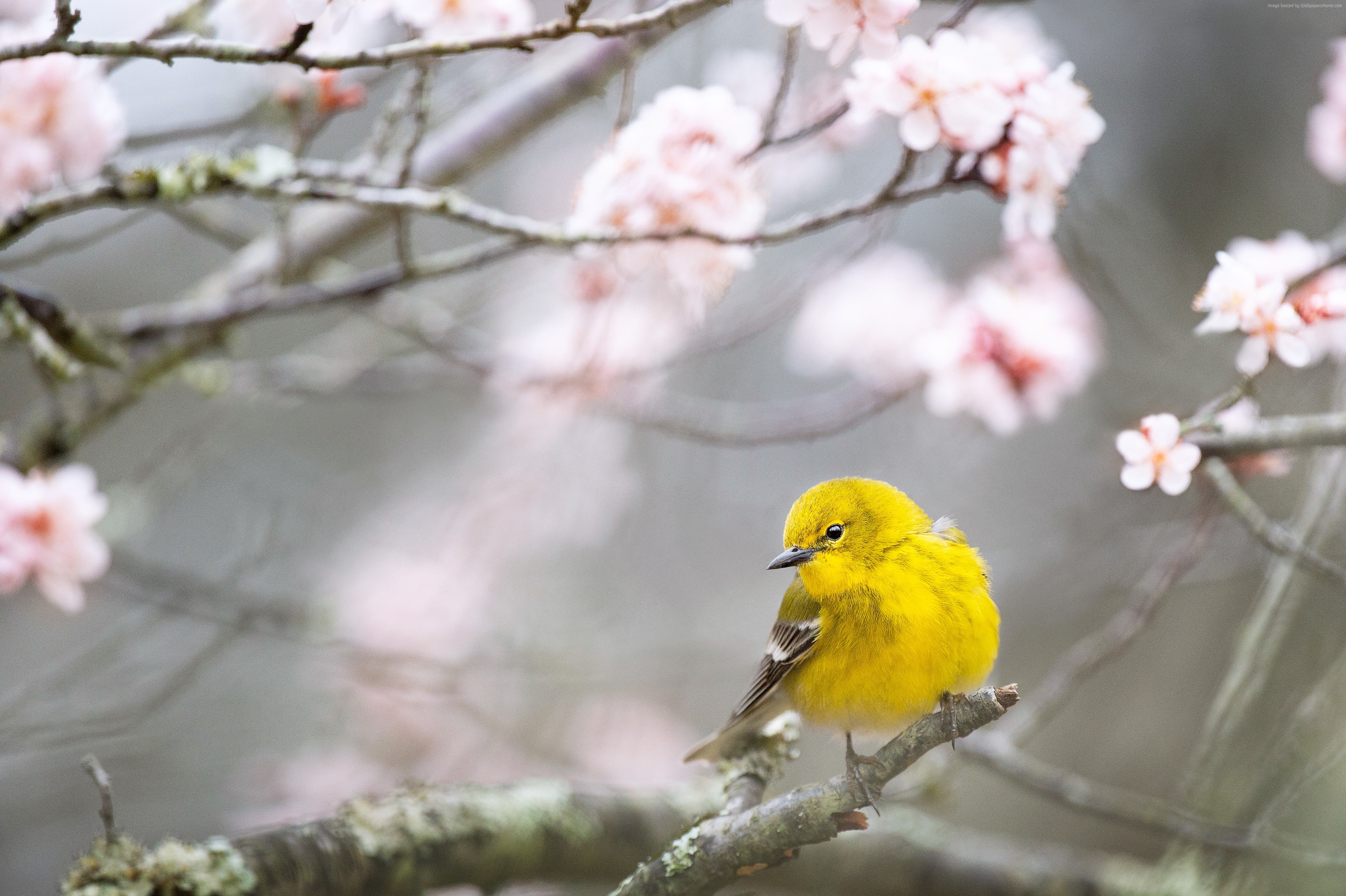 Yellow Pine Warbler on a Branch with Pink Flowers HD Wallpaper