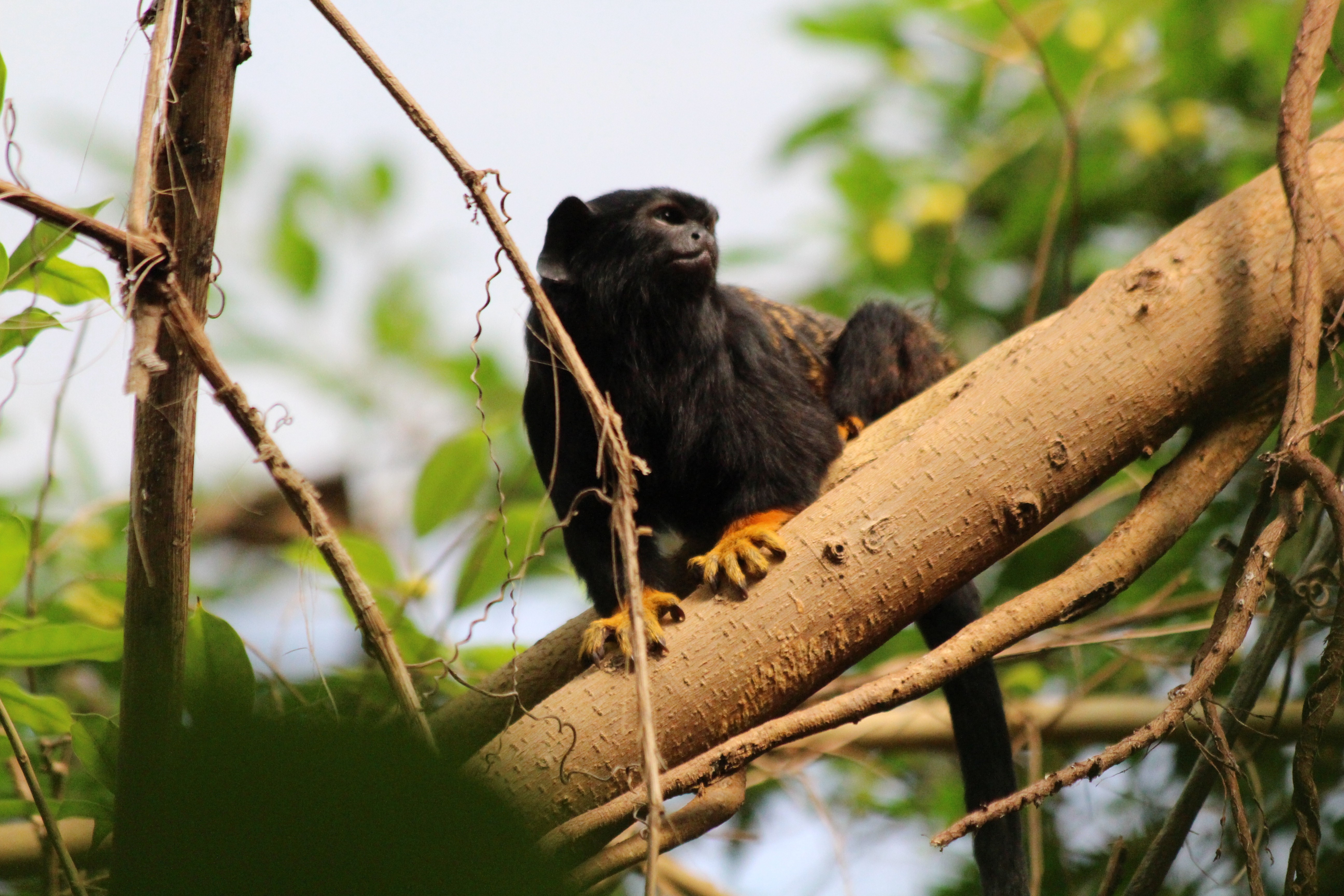 Black monkey with orange feet on a tree branch HD Wallpaper