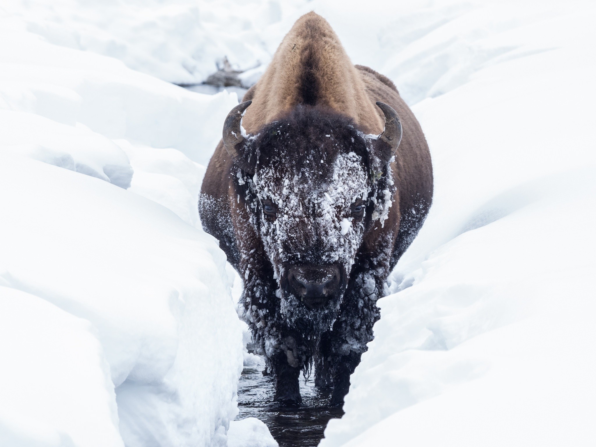 Bison walking through snow in a stream HD Wallpaper