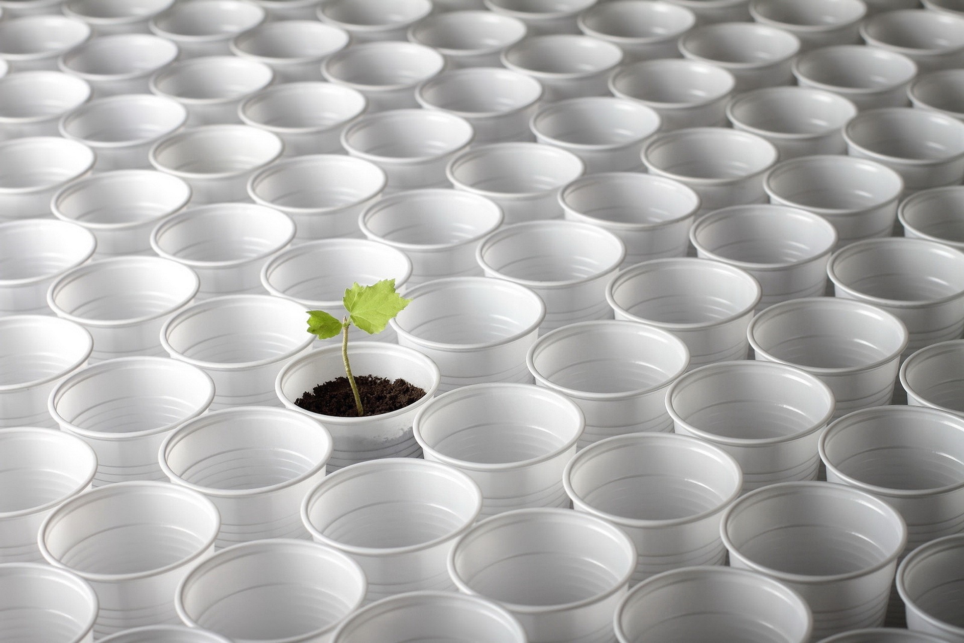 A single plant growing in a white cup among many empty cups HD Wallpaper