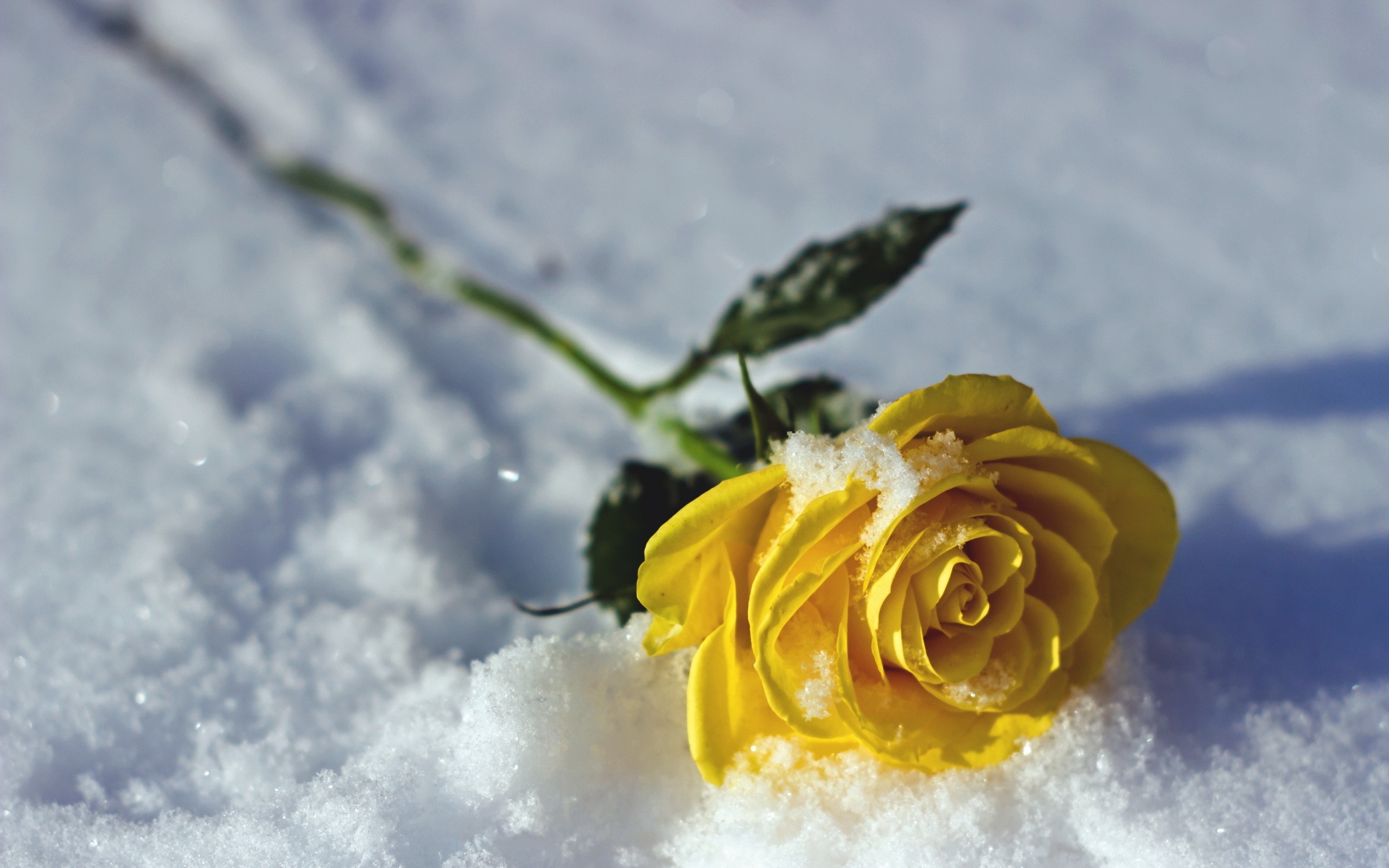 Yellow rose with snow and sunlight HD Wallpaper