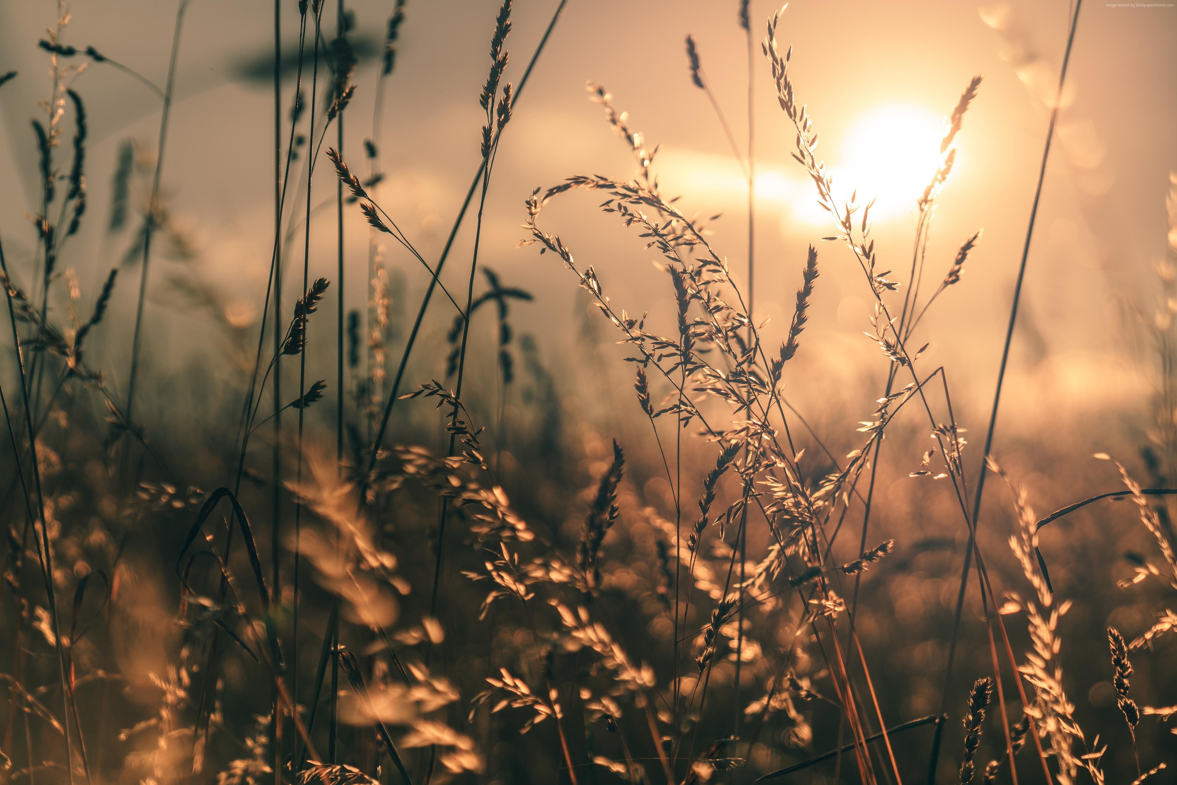 Field of grass in golden hour light HD Wallpaper