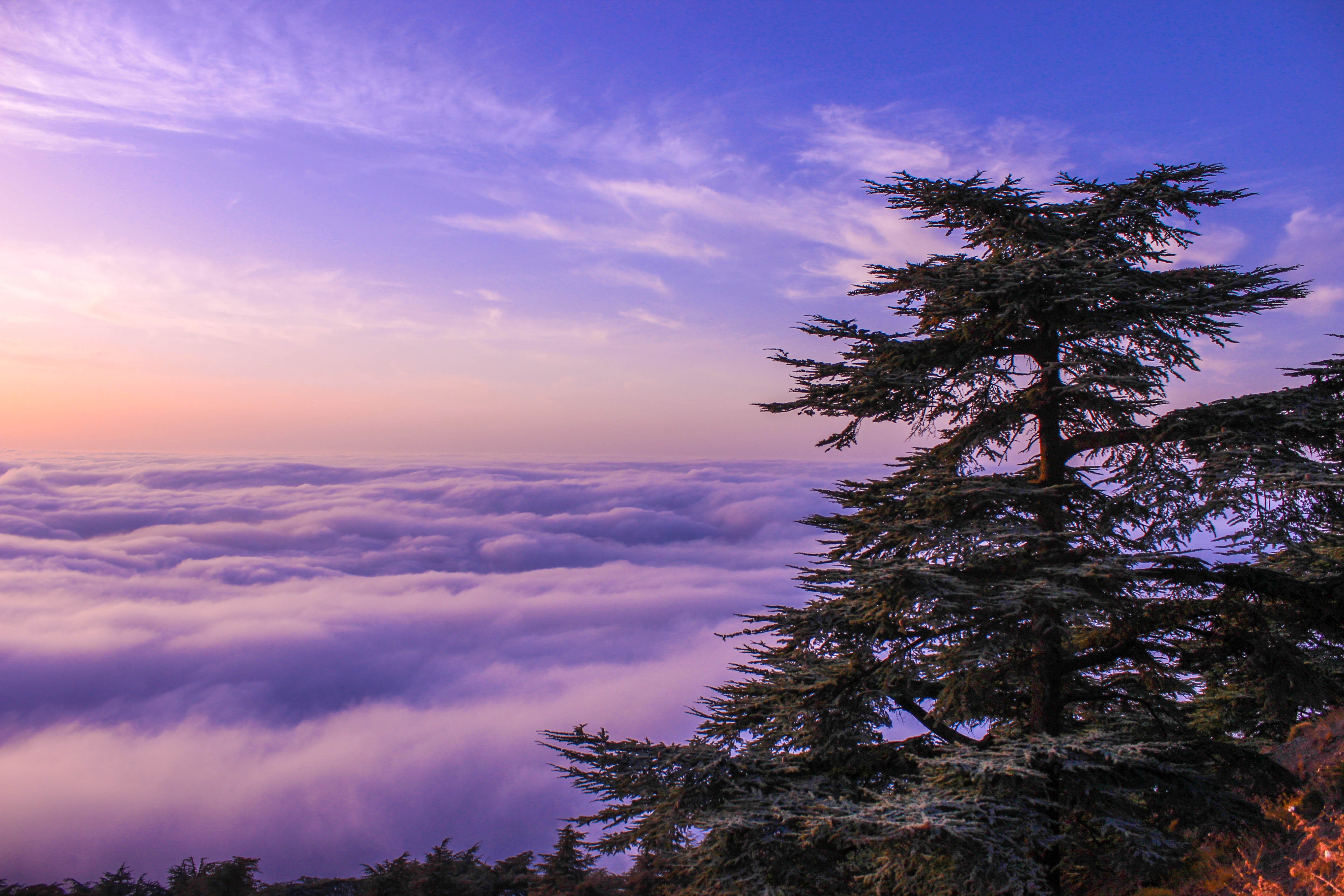 Tree above clouds at sunset HD Wallpaper