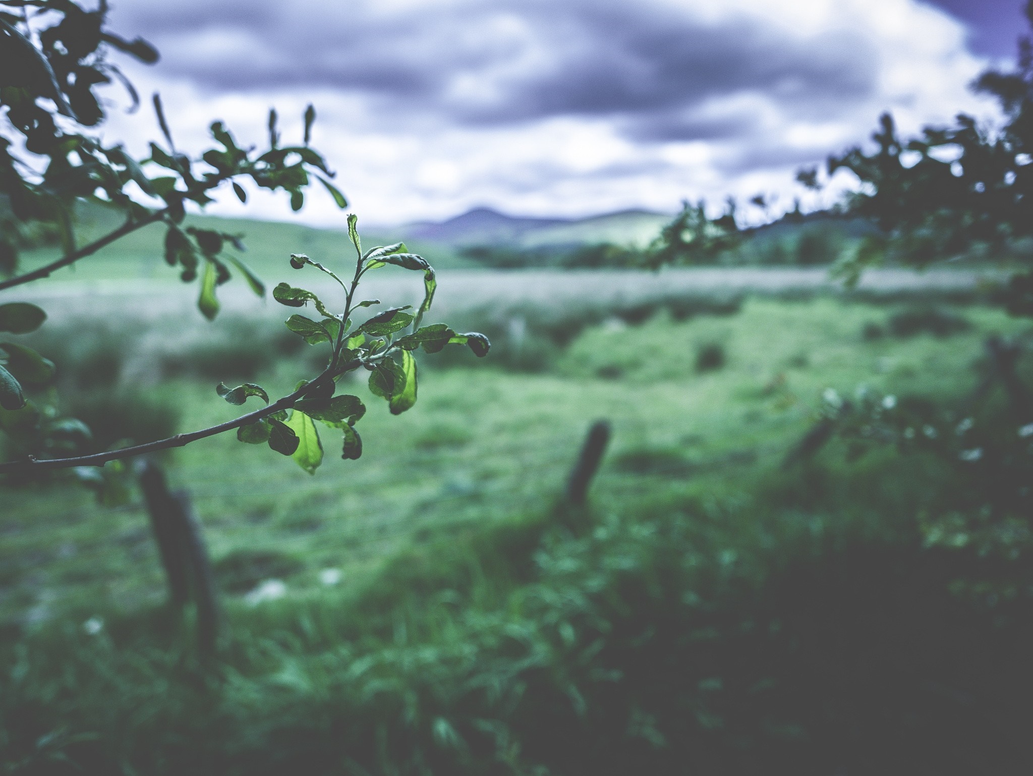 Green leaves on a branch with a blurred landscape background HD Wallpaper