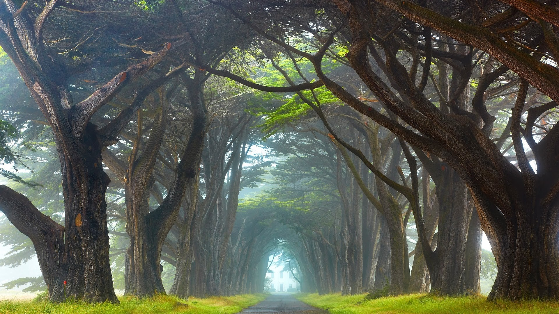 A misty road through a cypress tree tunnel HD Wallpaper