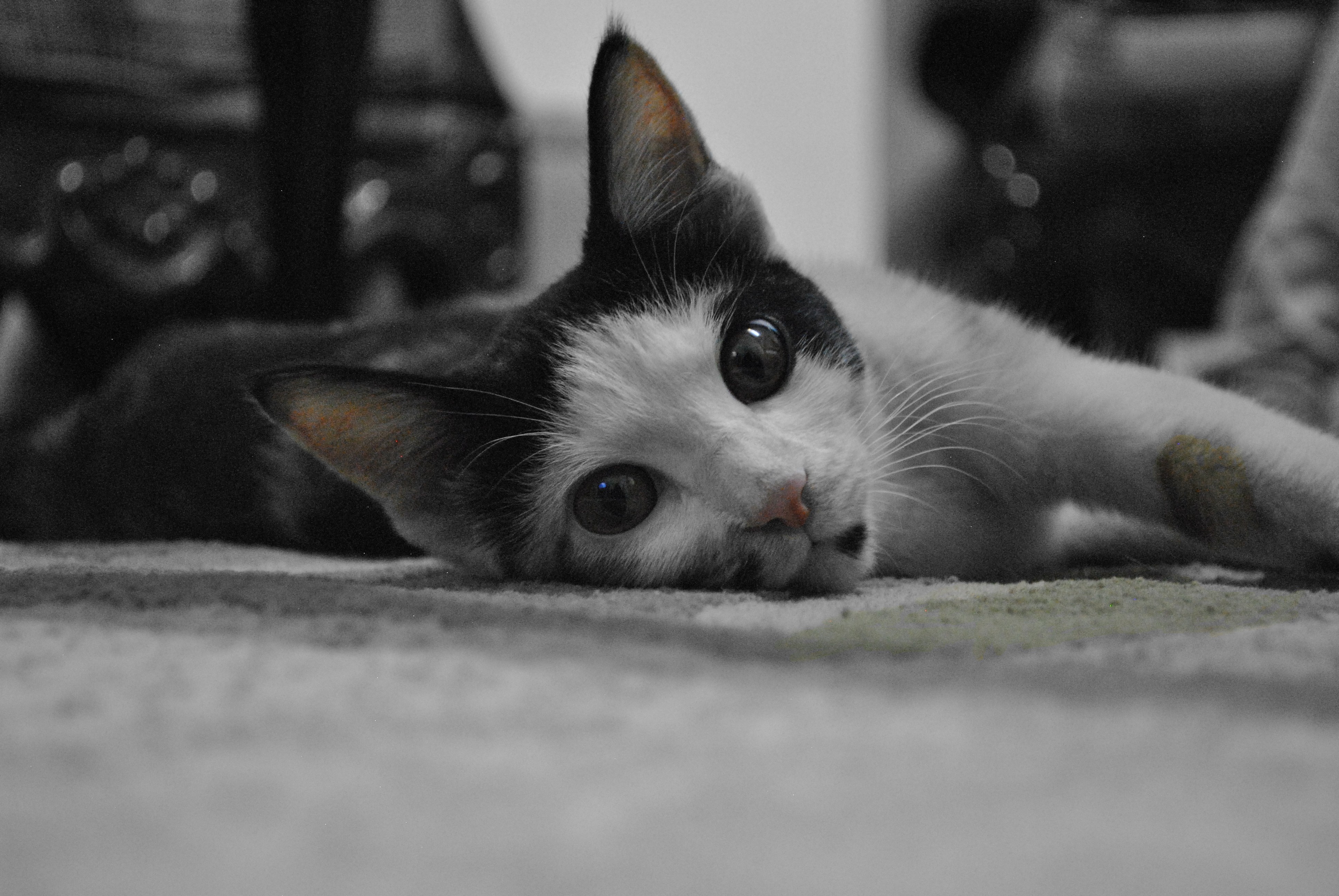 Black and white cat lying on a carpet HD Wallpaper