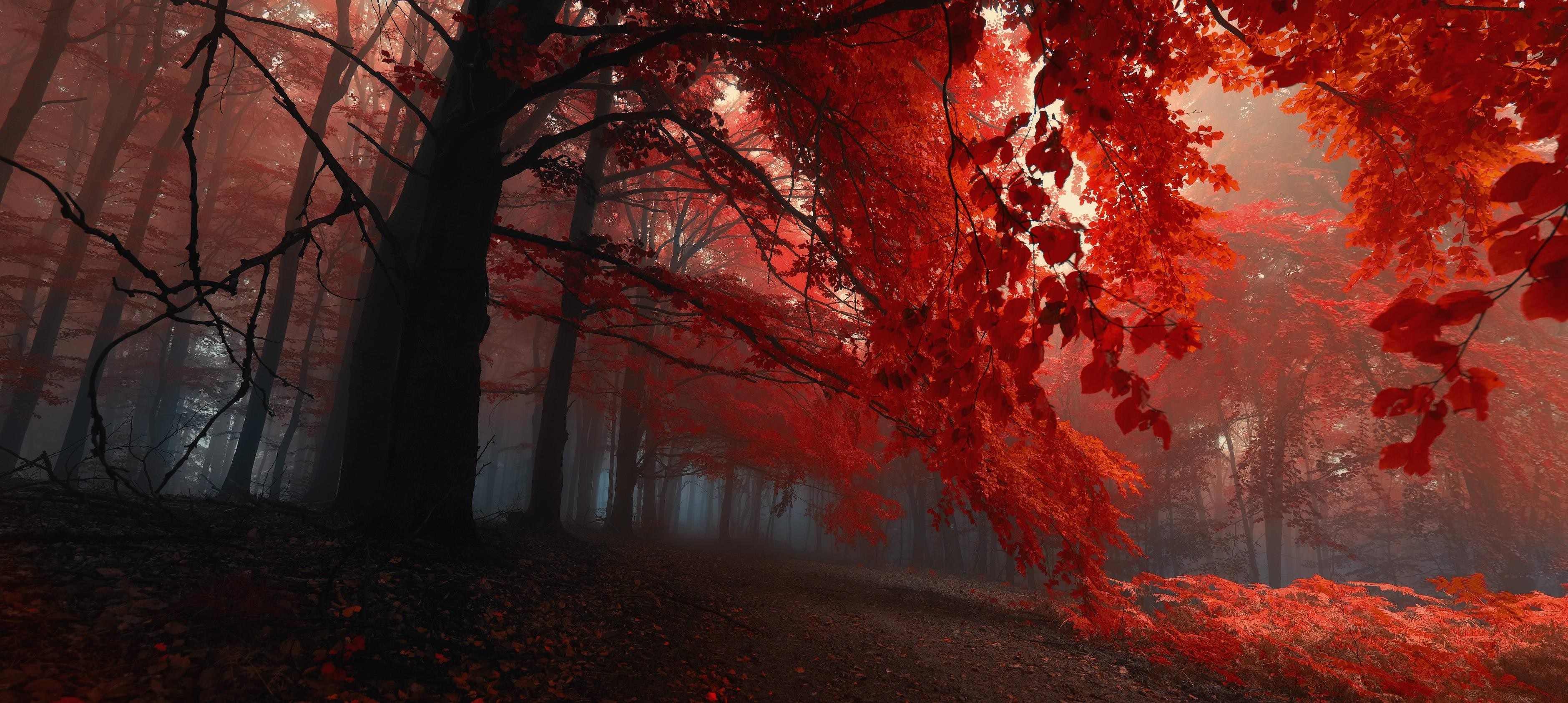 Red forest in autumn with sunlight HD Wallpaper