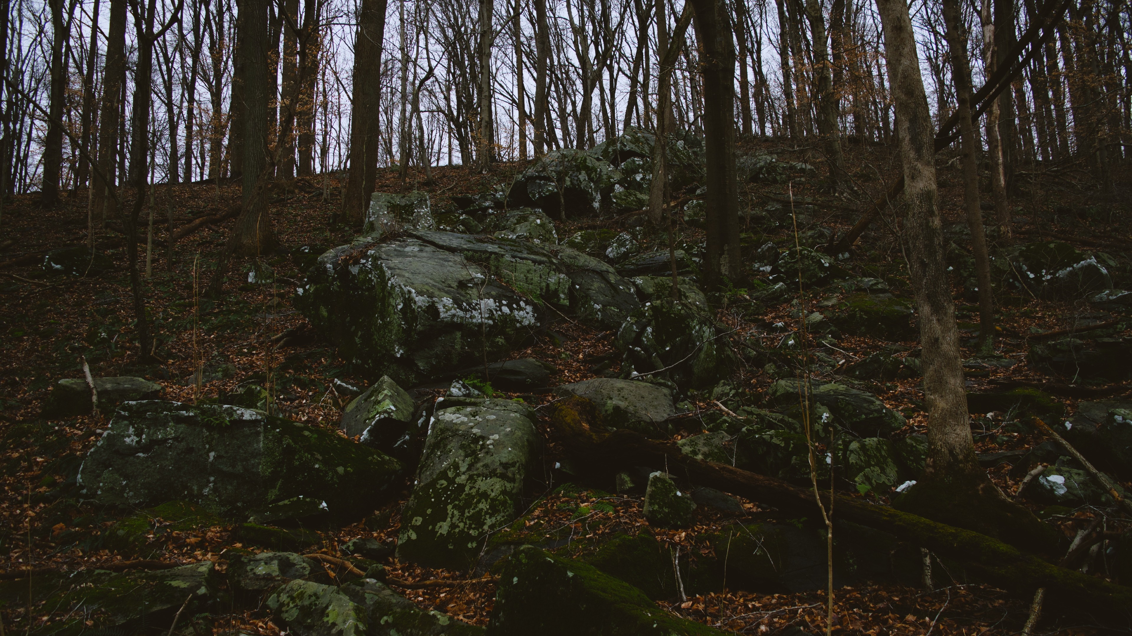 Rocky forest floor with bare trees HD Wallpaper