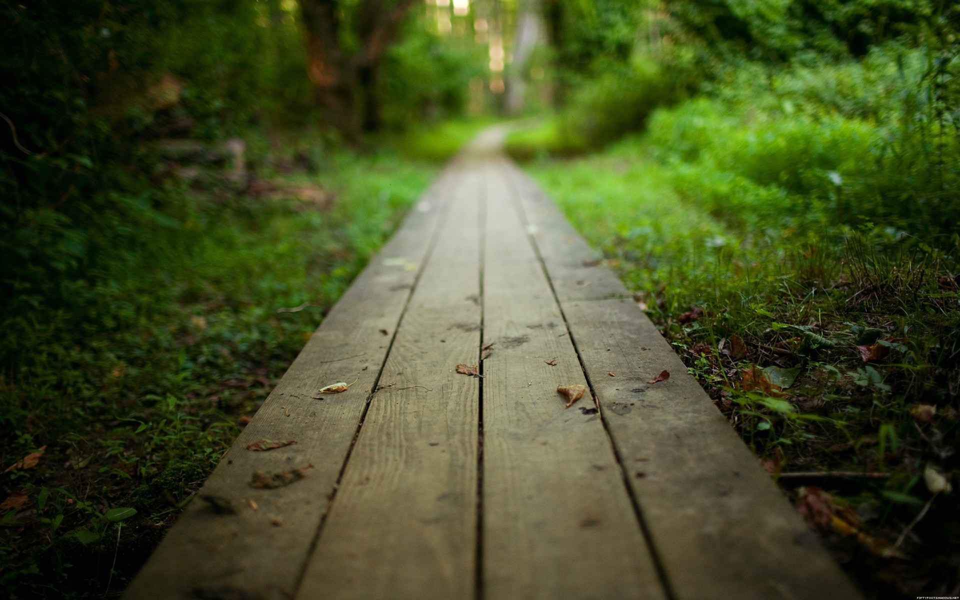Wooden boardwalk through a green forest HD Wallpaper