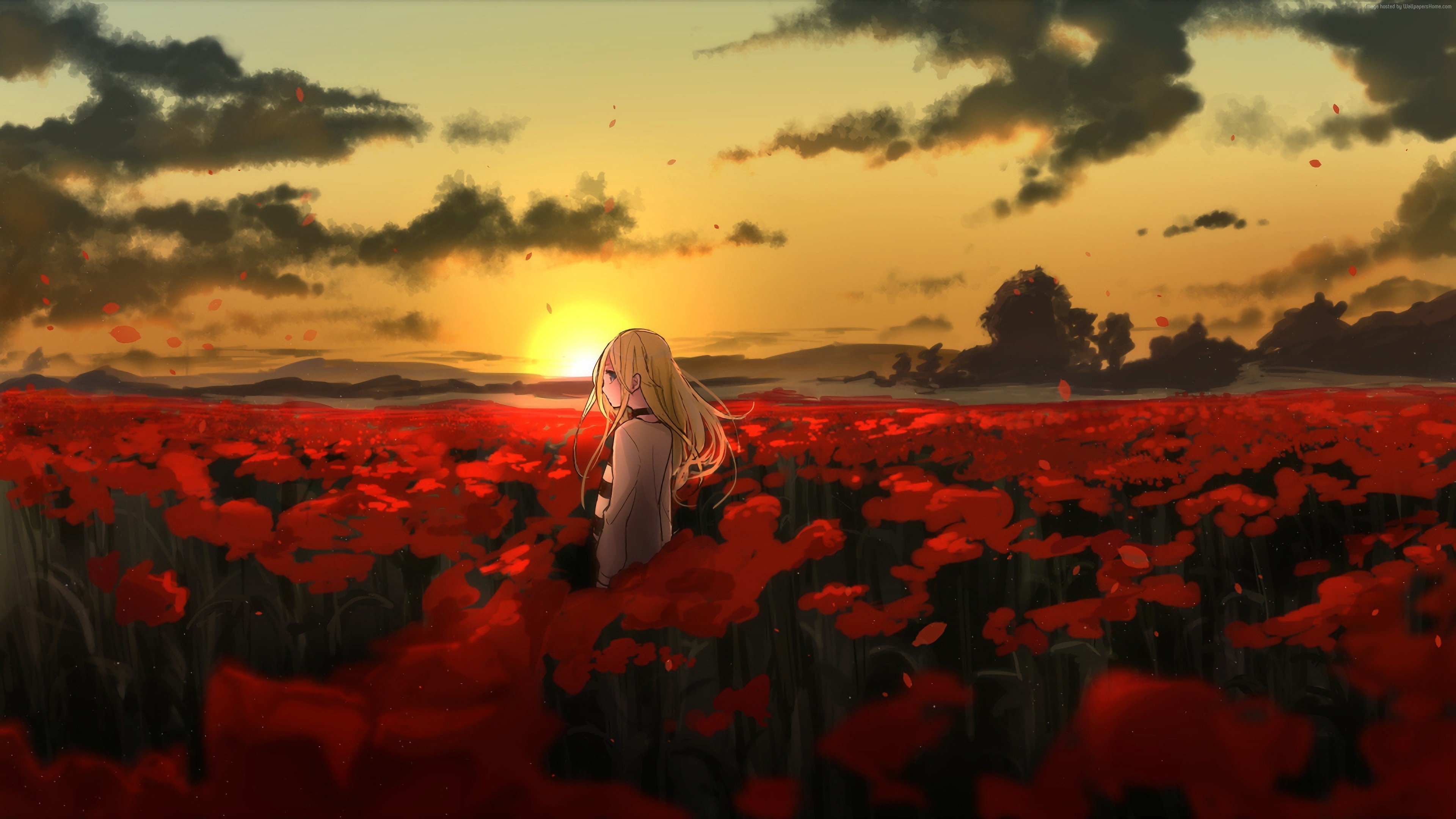 Anime girl in a field of poppies at sunset HD Wallpaper