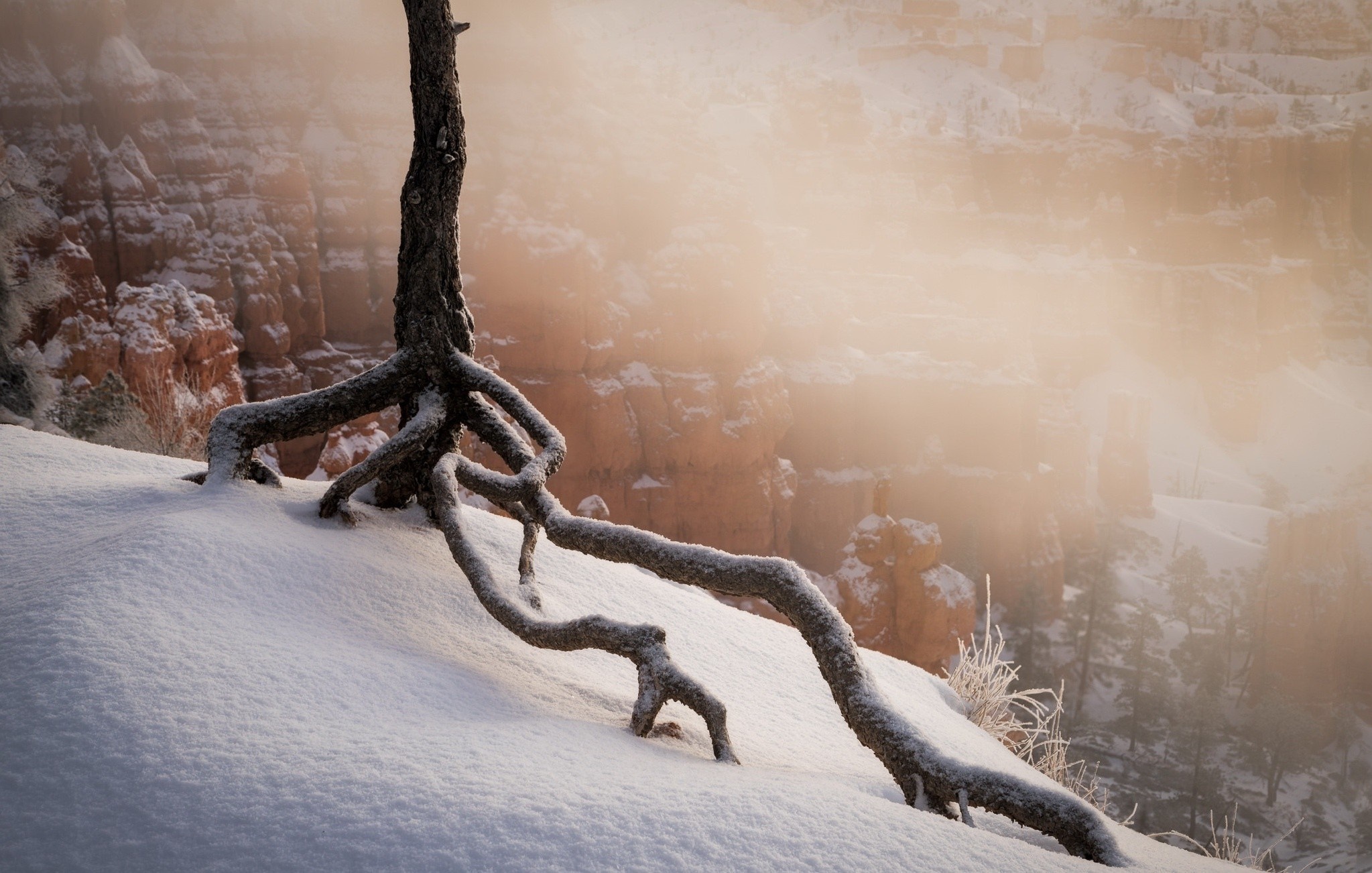 Tree roots in snow with canyon and fog HD Wallpaper