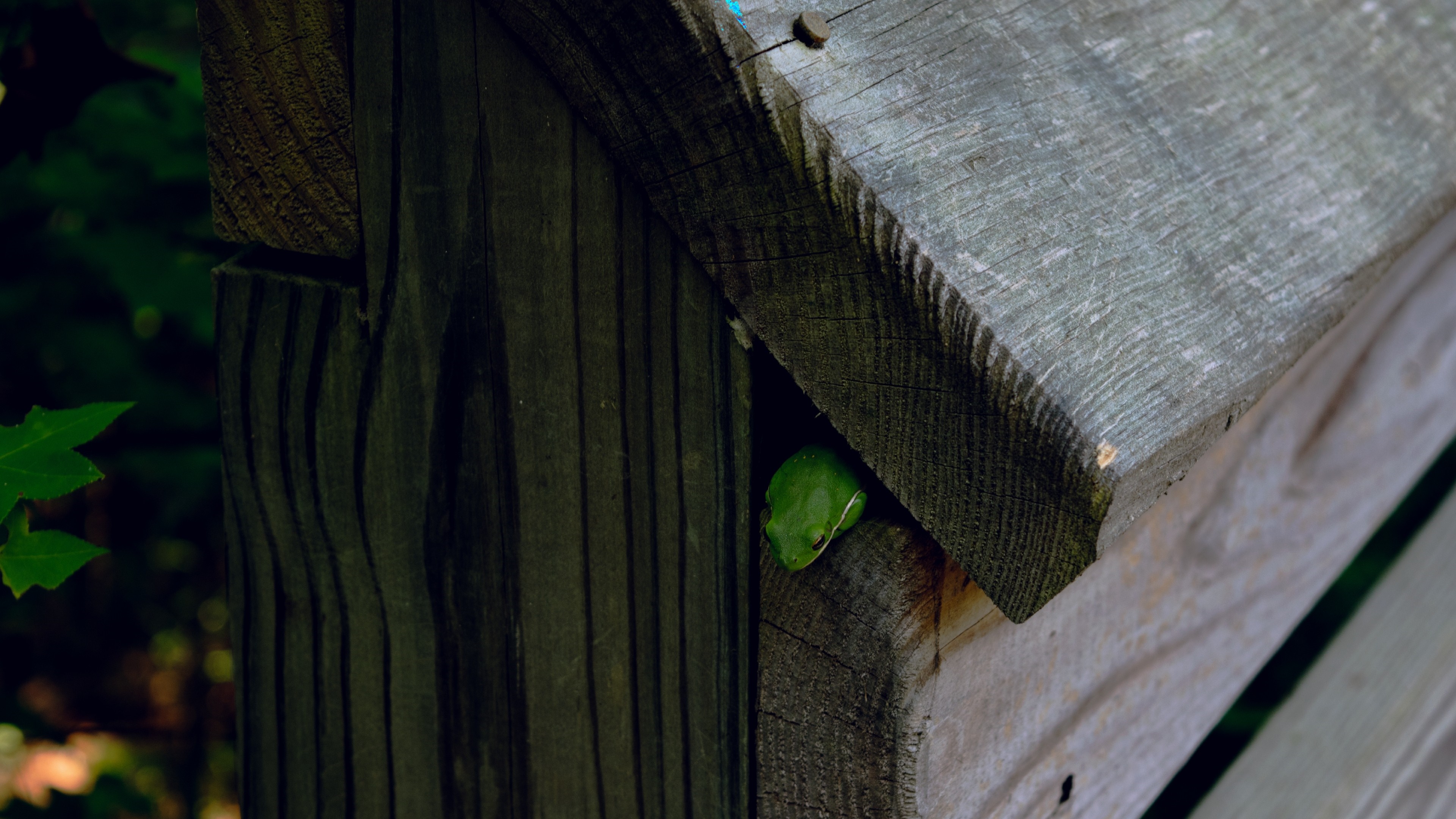 Green frog peeking out of a wooden structure HD Wallpaper