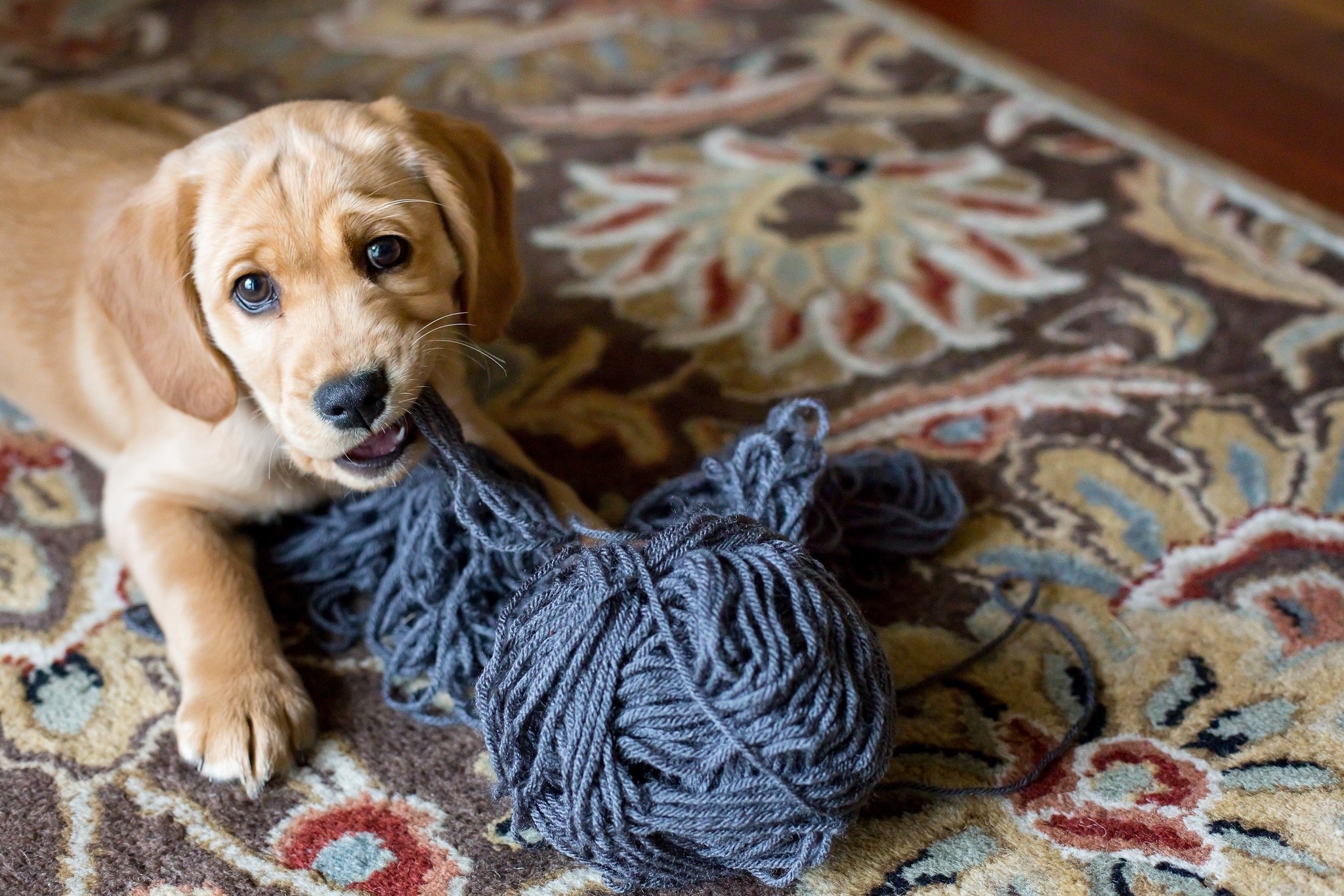 Puppy playing with a ball of yarn on a rug HD Wallpaper